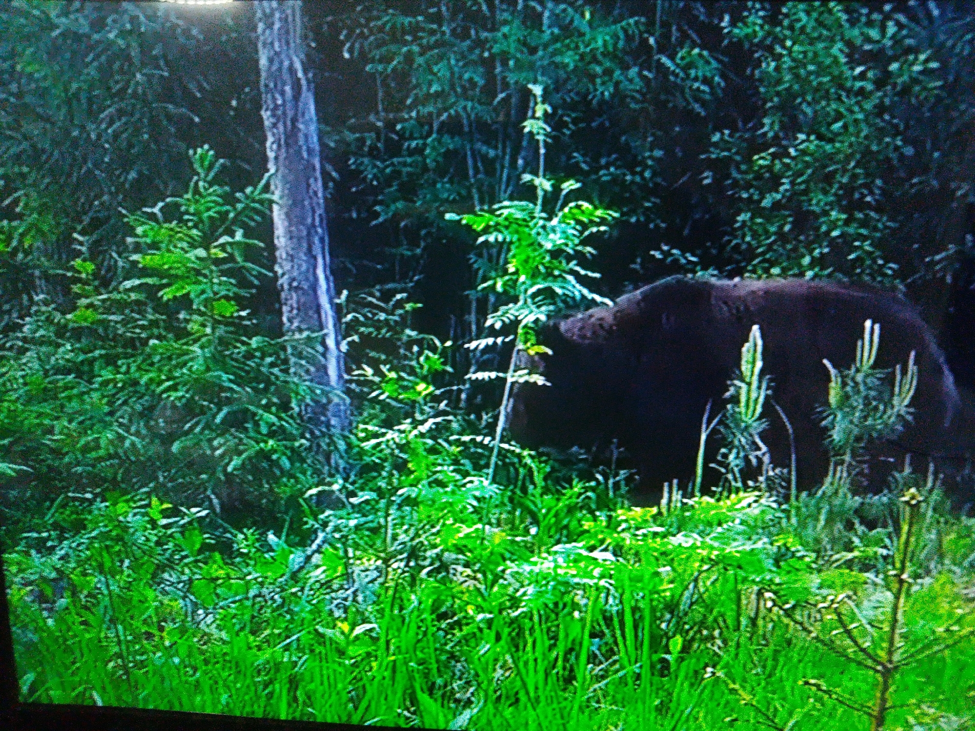 The image depicts a dark-colored bear standing in a dense, green forest. The bear is facing towards the right of the frame and appears to be partially obscured by foliage. The environment is lush with various types of green vegetation, including tall grasses and saplings. In the background, there are trees and dense foliage creating a sense of depth and shade. The lighting suggests it is daytime, possibly in the late afternoon or early morning, with some dappled light filtering through the canopy. There are no human elements or structures visible in the image. The scene is one of wildlife in its natural habitat.