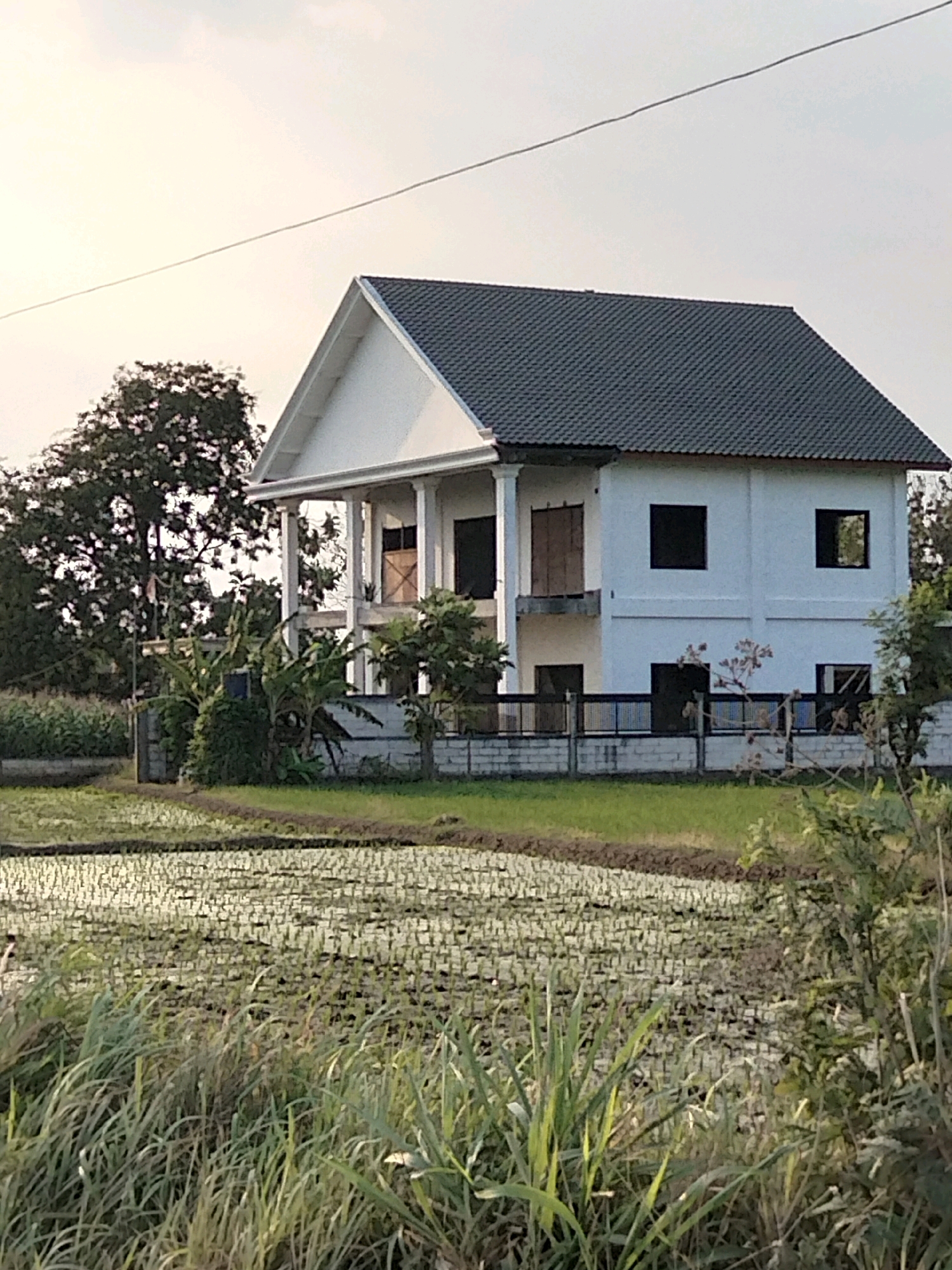 The image depicts a two-story white house with a dark gray tiled roof, situated in the foreground of a rice paddy field. The house features a prominent portico with white columns supporting a triangular pediment. Several windows are visible, some with dark shutters or frames, and at least one appears to be open. A low stone and metal fence borders the property in front of the house. To the left of the house, mature trees with dense foliage are present, and to the right, smaller trees and vegetation are visible. The rice paddy in the foreground shows rows of young rice plants in waterlogged fields. The sky is overcast and appears to be either early morning or late afternoon, with a power line stretching across the upper portion of the image. The scene is devoid of any human presence. This view is consistent with a rural setting in Mrican, Indonesia, likely a residential area adjacent to agricultural land.