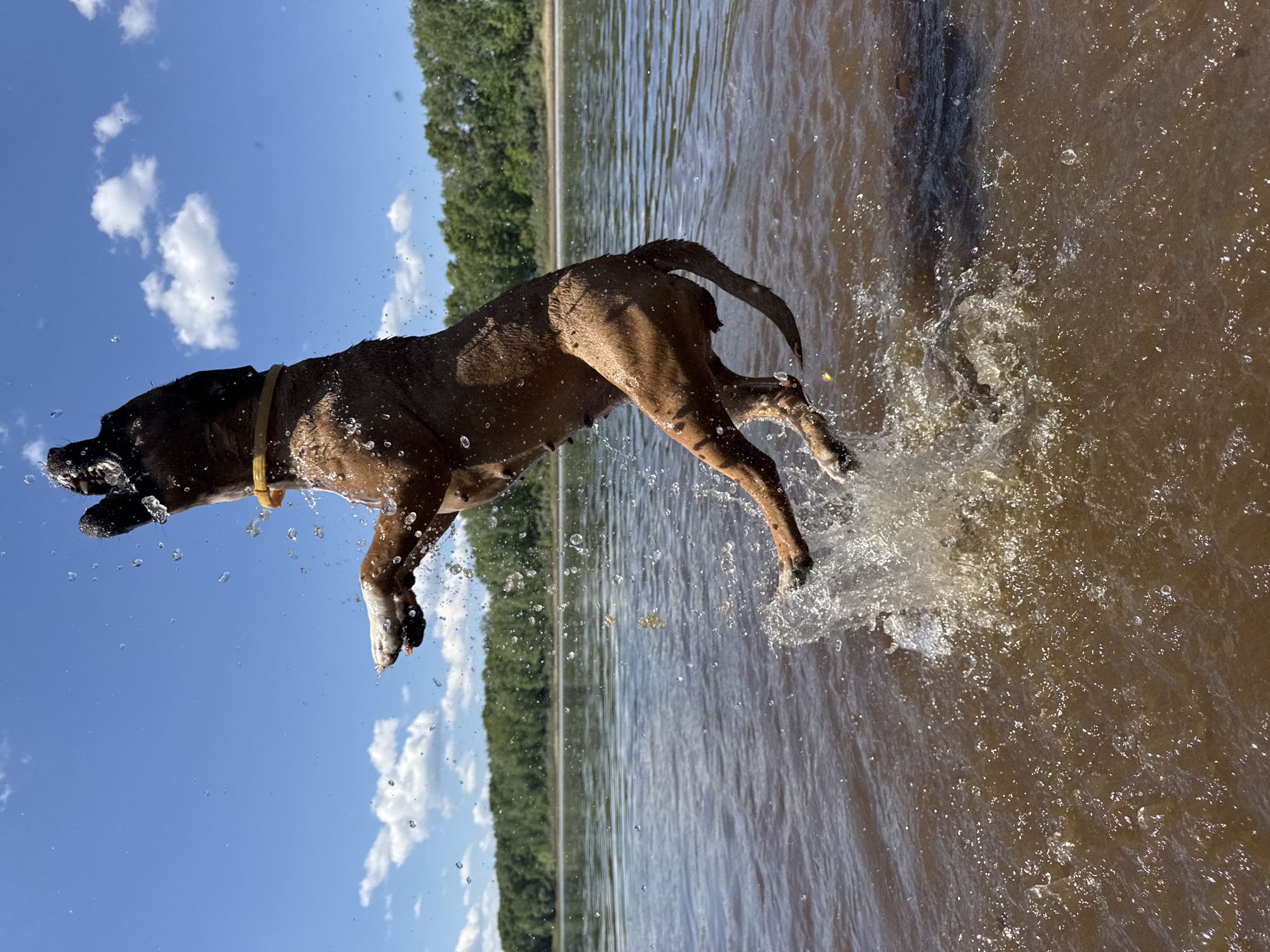 A medium-sized, brown dog with white paws is captured mid-air, jumping out of a body of water. The dog is mostly submerged, with its hind legs still in the water, creating a splash. Its head is tilted back, and its mouth is open. The dog wears a yellow collar. The background consists of a calm, brown body of water, a distant line of green trees, and a bright blue sky with scattered white clouds. This scene is likely taking place on the Kama River in Chaikovsky, Russia, given the presence of the river and the surrounding natural landscape.