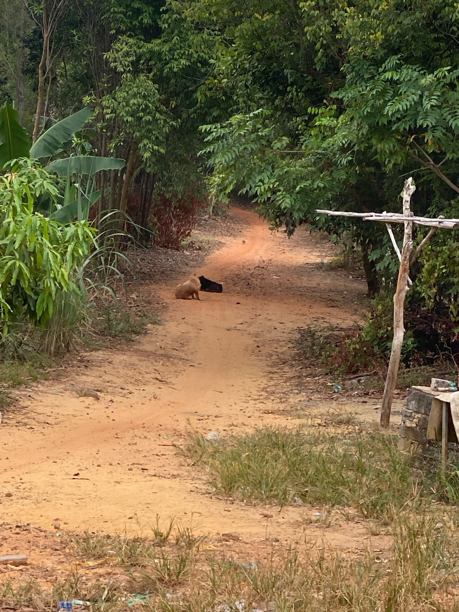 A dirt road winds through a lush, green environment. Two dogs are present on the road; one is light brown and sitting, and the other is black and lying down. In the background, dense foliage and trees line the path. To the right, a simple wooden structure stands, with a concrete base and a corrugated metal roof. The ground is covered in dirt and scattered dry leaves. The scene appears to be an unpaved pathway in a rural or semi-rural area, likely on the outskirts of Batam, Indonesia, characterized by its tropical vegetation and rustic infrastructure.