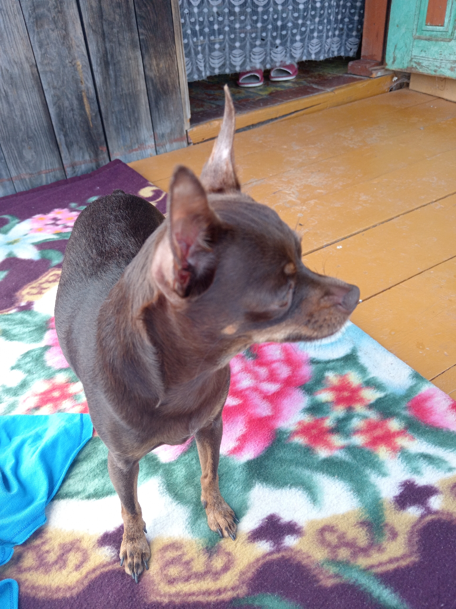 A medium shot captures a small, brown dog standing on a colorful blanket. The dog is positioned in the center of the frame, facing towards the right side of the image. Its fur appears short and smooth, with a darker shade on its back and lighter tan on its muzzle and ears. The blanket beneath the dog features a pattern of large pink flowers with green and white accents, laid out on a dark purple background. To the left of the dog, a folded bright blue fabric is visible on the blanket.
The background suggests an outdoor setting, possibly a porch or veranda. To the left, a weathered wooden wall with vertical planks is present. The floor is made of yellow wooden planks. Further in the background, an open doorway reveals a glimpse of an interior space with white curtains. Two pairs of open-toed slippers are visible just inside the doorway. The overall lighting indicates a daytime scene. The context of Novopokrovka, Russia, is not visually ascertainable from the provided image.