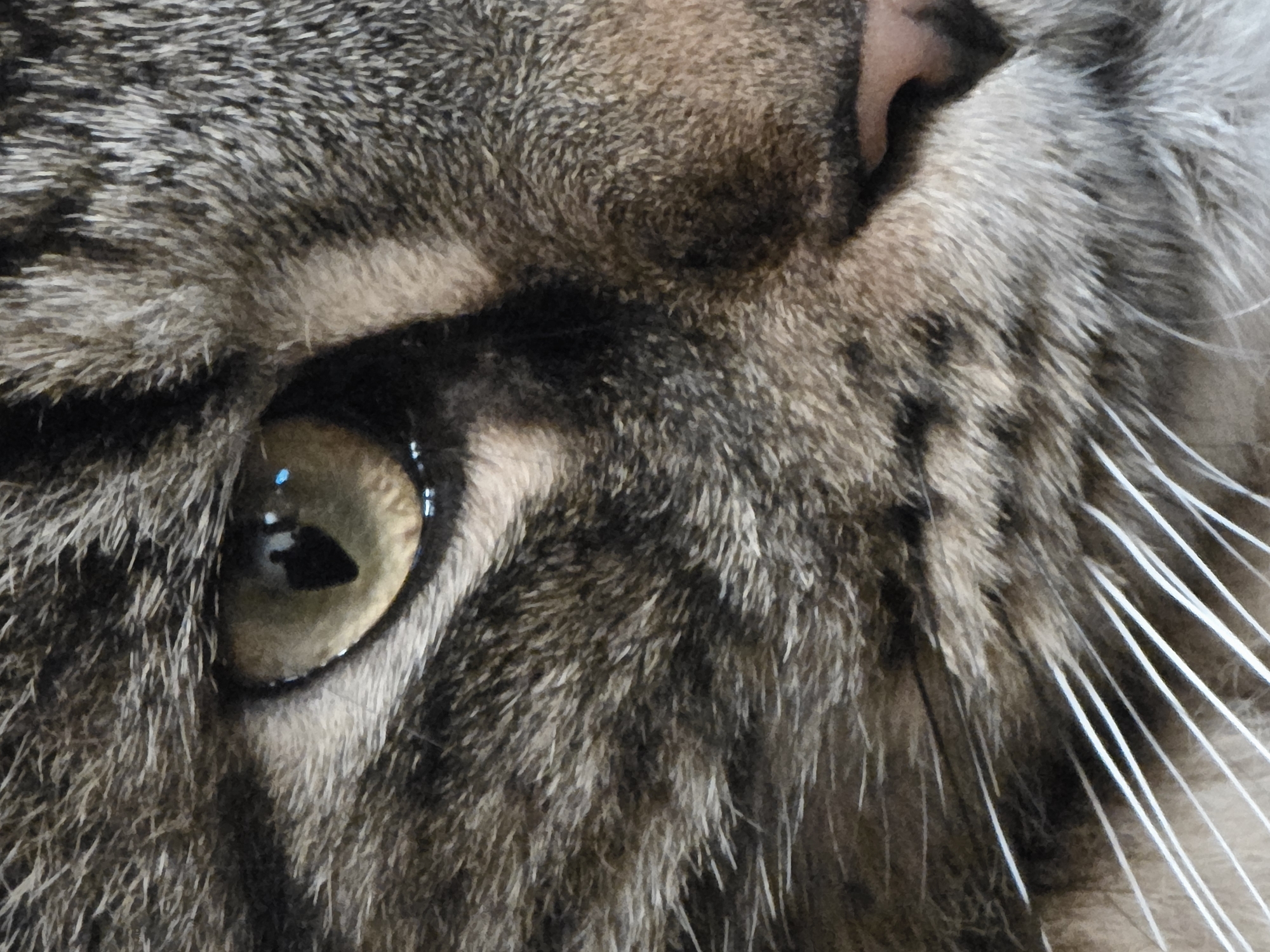 The image is a close-up, macro photograph of a cat's face, focusing on its eye, nose, and whiskers. The cat has tabby markings with stripes of dark brown and grey fur. The eye is a golden-green color with a black pupil, reflecting what appears to be a dark silhouette and a bright blue light source. The cat's nose is pinkish-brown, and its white whiskers are prominent against its fur. The background is out of focus, but appears to be a neutral, indoor setting. There is no information or visual evidence within the image to suggest its location in Krasnoyarsk, Russia, or any urban environment.