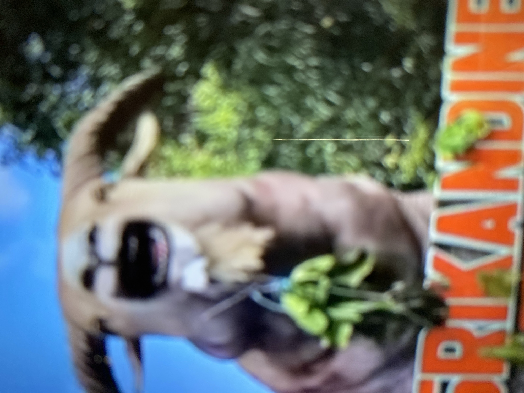 The image is a close-up, out-of-focus shot of a cartoon-like goat with its mouth open, appearing to be laughing or shouting. The goat has light brown fur, large ears, and a beard. Around its neck, it is wearing a string with a bunch of green pods, possibly peas or beans. Below the goat, the letters "FRIKANDINE" are visible in large, orange, capitalized font with white trim. The background is a blur of green foliage and a bright blue sky. The scene does not provide any information or context about its location within the city of Ketileng, Indonesia.