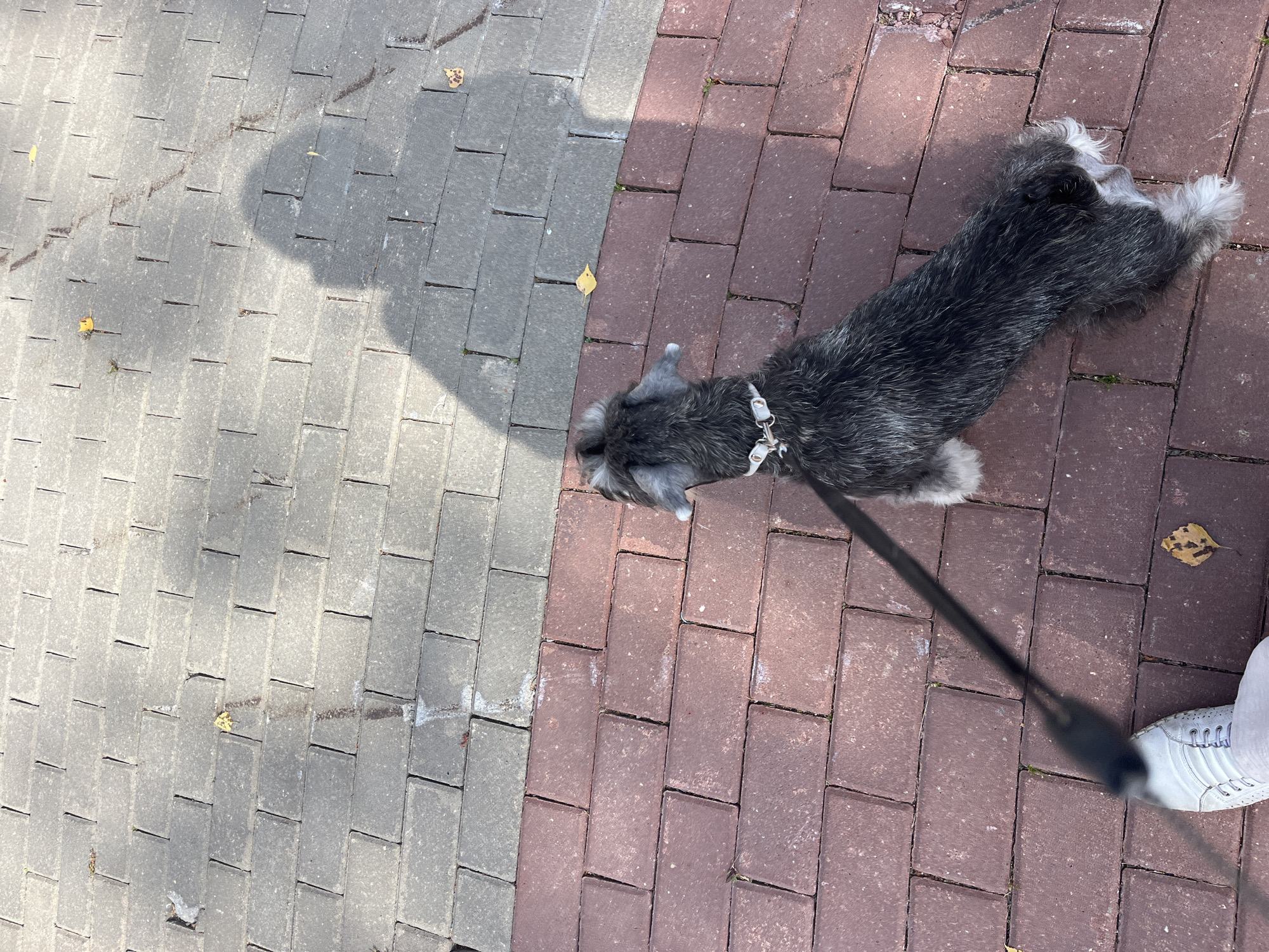 This is a close-up, high-angle shot of a Miniature Schnauzer on a paved walkway. The walkway is divided into two sections: the top half is paved with gray rectangular blocks, and the bottom half is paved with reddish-brown rectangular blocks. The dog, facing away from the camera, is on the reddish-brown section of the walkway, and it is wearing a light-colored collar. A black leash extends from the dog's collar towards the bottom left corner of the frame, where a person's white sneaker and lower leg are visible. The shadow of a person is cast on the gray section of the walkway. There are a few fallen leaves scattered on both sections of the walkway. The scene is likely located in Lahojsk Selsaviet, Belarus, given the context.
