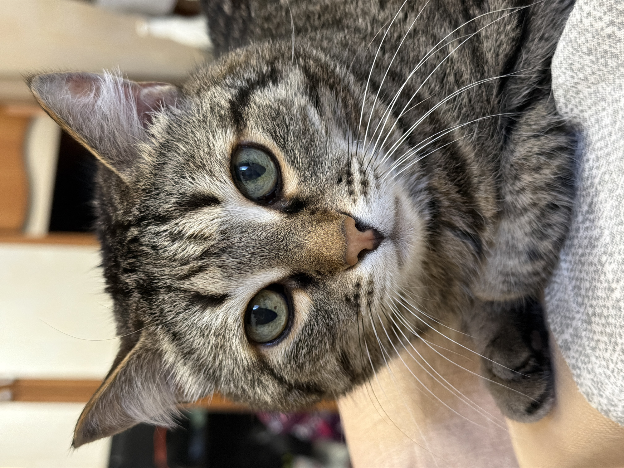 A close-up, eye-level shot focuses on the face of a domestic shorthair cat. The cat has tabby markings with grey, black, and brown fur, and green eyes. Its head is turned slightly towards the viewer, with its body resting on a person's lap, covered by a grey and white patterned blanket. The background is blurred, showing indoor furniture and a wall. The cat appears alert and its whiskers are prominent. There is no discernible location in Izhevsk, Russia, as the image is of a domestic animal indoors.