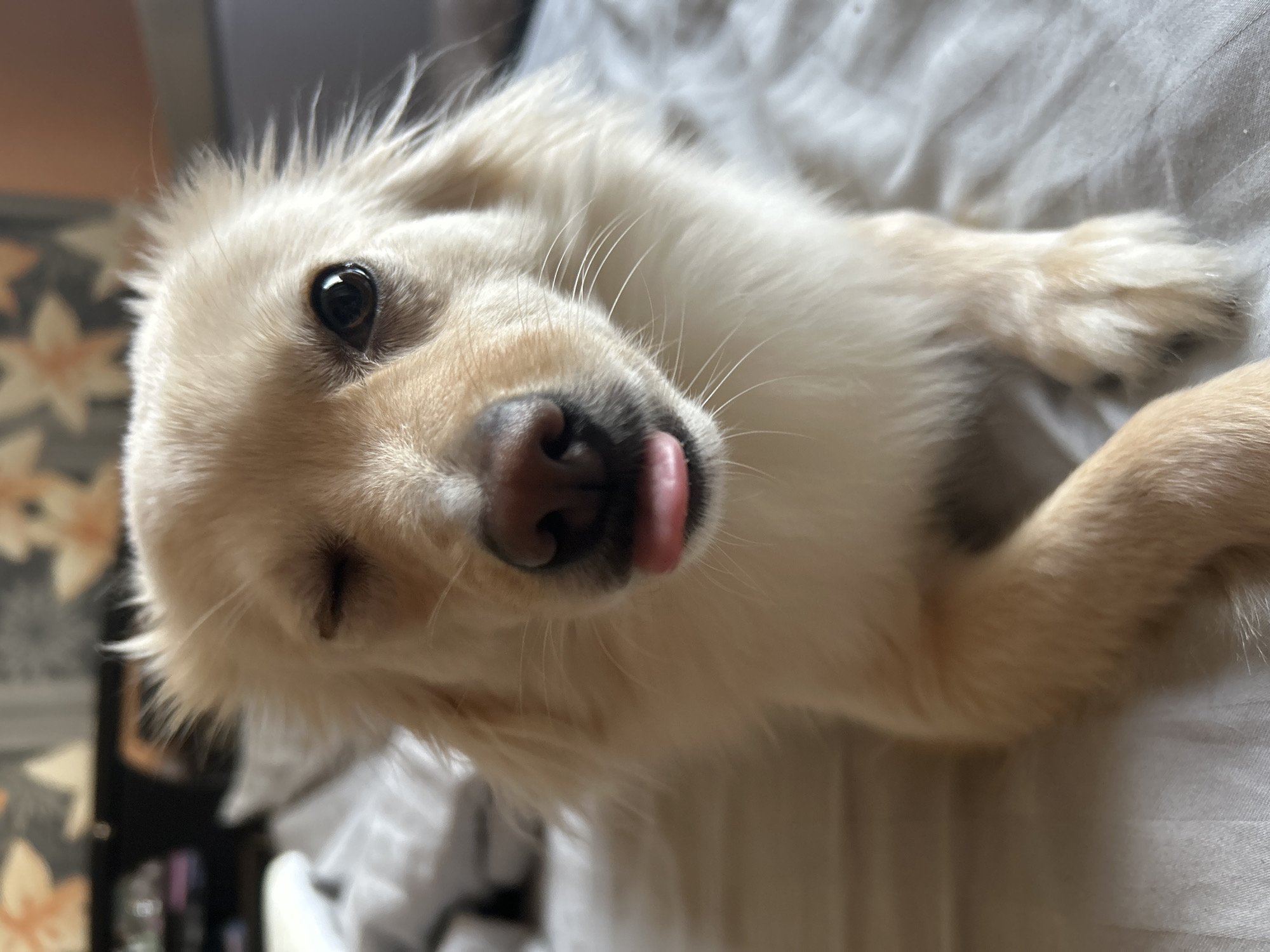 The image presents a close-up, slightly tilted portrait of a light-colored, fluffy dog. The dog is captured lying down, looking directly at the viewer with one dark, bright eye wide open, while the other eye is mostly closed, giving it a playful, sleepy, or winking expression. Its small, pink tongue is slightly extended from the side of its mouth, adding to its endearing and whimsical appearance. The dog's fur is creamy-white to light golden, appearing soft and dense, with fine whiskers visible around its dark nose.
The dog is resting on a light-colored, possibly white or light grey, textured fabric, which appears to be a bed sheet or blanket. In the background, to the left, a wall or curtain with a distinct pattern of light orange/brown, star-like or floral motifs against a darker background is partially visible. The scene is brightly and naturally lit, suggesting it is daytime. The overall impression is one of a relaxed, content, and slightly goofy pet enjoying a comfortable indoor setting, likely a home in Sofia, Bulgaria. There is no visible text in the image.