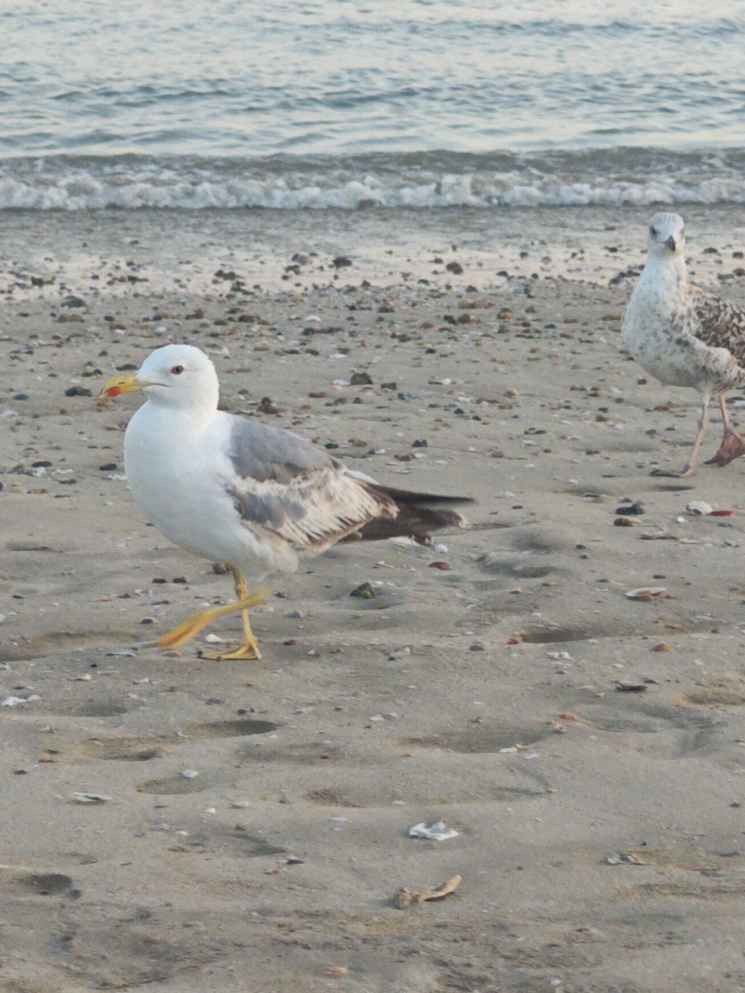 The image depicts a sandy beach with the ocean in the background. Two seagulls are the primary subjects. The seagull in the foreground is white with grey markings on its wings and is walking to the left, with its yellow legs extended. It has a yellow beak with a red tip and a reddish-brown eye. The second seagull, positioned further back and to the right, is mostly white with speckled grey and brown markings, and is facing forward. The beach is covered in sand, small pebbles, and scattered shells. The ocean waves are visible in the upper portion of the image, with a gentle surf rolling onto the shore. The lighting suggests it may be late afternoon or early morning. The location is identified as El Puerto de Santa María, Spain.