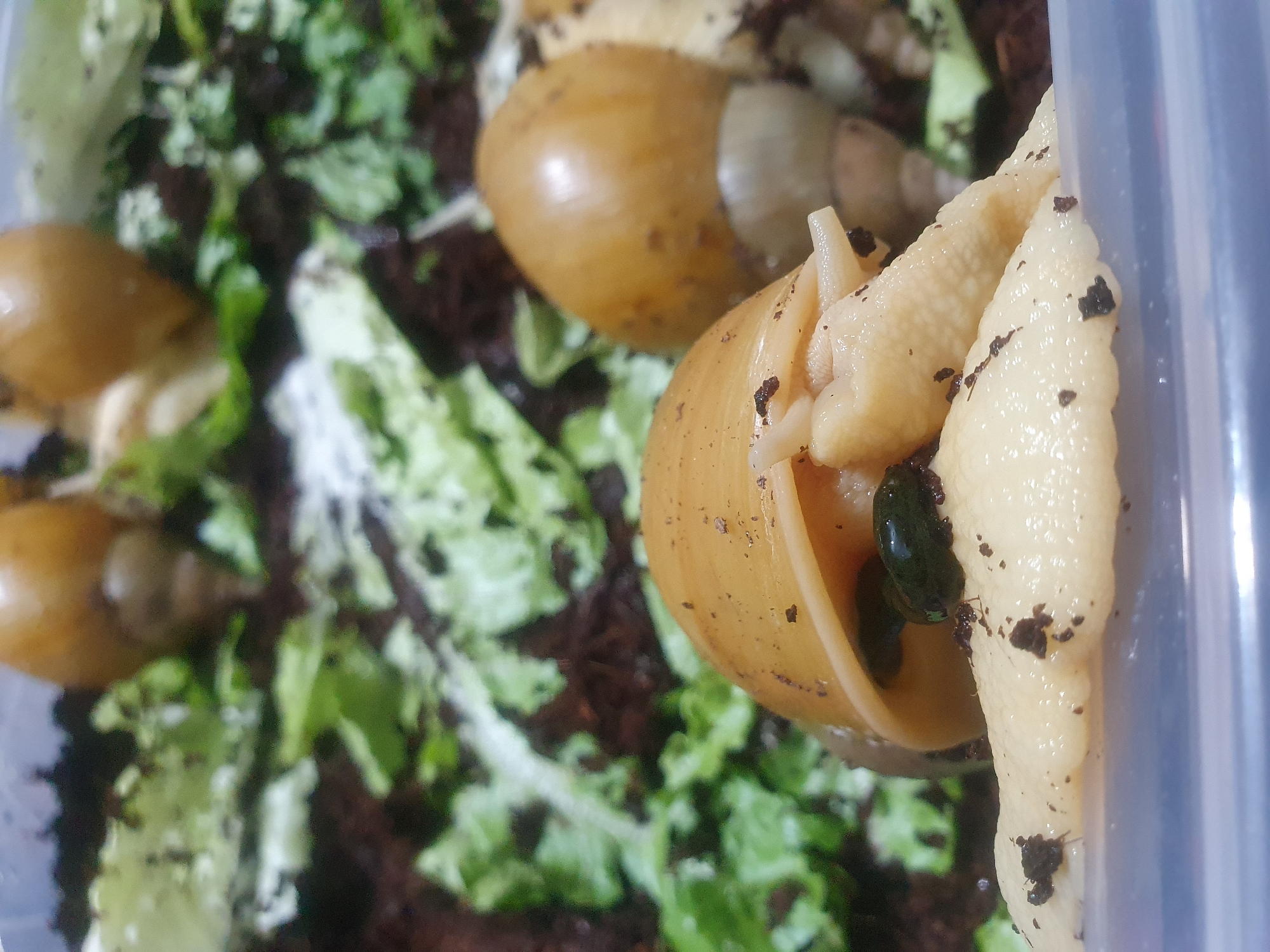 In this close-up, low-angle shot, several terrestrial snails are visible within a clear plastic enclosure. The enclosure appears to contain a substrate of dark soil mixed with green leafy material, resembling lettuce.
The most prominent snail in the foreground has a pale, fleshy body and a yellowish-brown, spiral shell. Part of its body is extending out from the shell, and it appears to be in contact with the substrate. Another snail, mostly obscured, is visible behind and to the right of the first. Its shell is similar in color and shape, and a portion of its body is visible. Further back, other snails or parts of snails can be seen, their shells appearing as smooth, rounded forms. The overall impression is of a close-up view of snails in their habitat.
This image does not contain any elements that would indicate a specific location in the city of Shiraz, Iran, or any other geographical location. The scene is contained within the enclosure and lacks any recognizable landmarks or contextual clues.