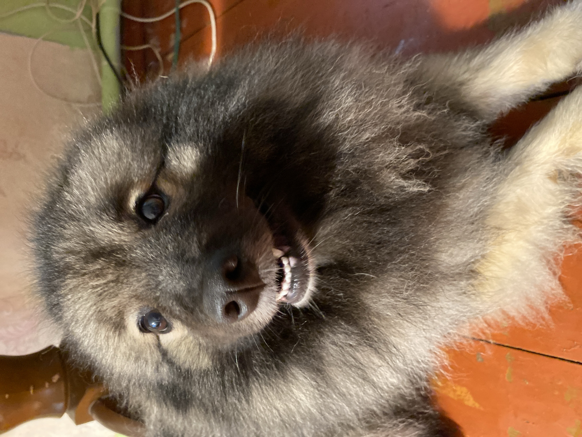 This media file is a close-up, overhead shot of a fluffy, medium-sized dog, likely a puppy, lying on its back on a reddish-orange wooden floor. The dog has dark gray and tan fur, with lighter tan markings on its paws. Its eyes are dark and expressive, and its mouth is slightly open, revealing small white teeth. The dog appears playful or perhaps a bit mischievous, with its head tilted and its gaze directed upwards.
The background is dimly lit, with hints of a green object on the left and some white string or wire. The lighting suggests it might be indoors, possibly during the daytime, though the shadows are not distinct enough to confirm the time of day. The wooden floor shows some wear and tear, with visible grain and a few darker marks.
There is no visible text in the image. The overall impression is one of a candid moment captured with a pet, highlighting the dog's charm and playful nature within a simple, domestic setting in Borovichi, Russia. The composition focuses entirely on the dog, drawing the viewer's attention to its facial features and fur texture.