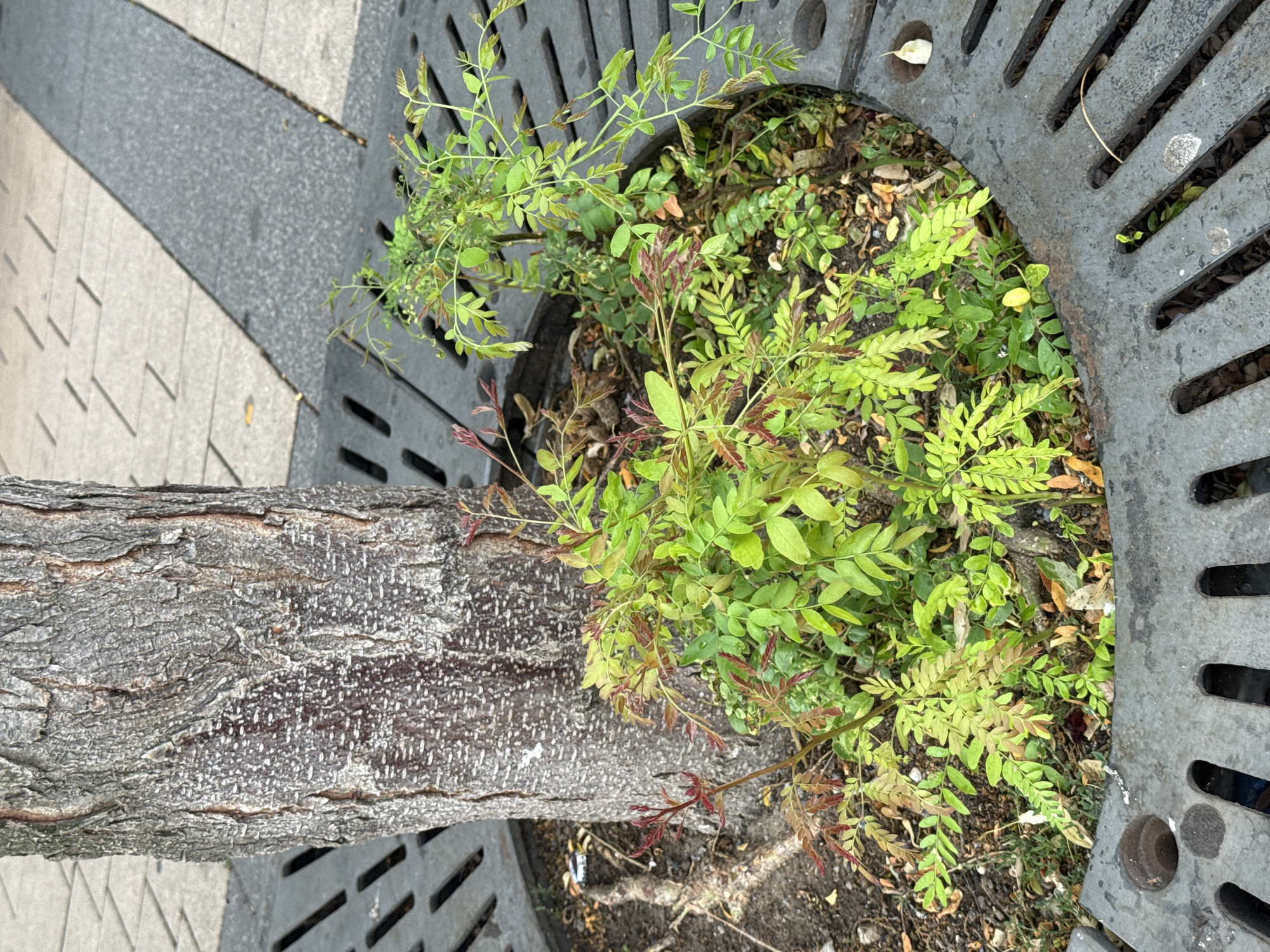 The image shows a close-up view of a tree trunk and surrounding greenery. The trunk is rough and textured, with visible bark patterns and small white flecks. The tree is growing within a circular metal grate, typical of urban tree plantings, which is set into a paved area. The grate has a dark, weathered appearance with rectangular openings. Surrounding the base of the tree, within the grate, are numerous small, leafy green plants. Some of these plants have reddish-tinged new growth. The ground beneath the plants appears to be soil and fallen leaves. To the left of the tree, there is a paved surface with a textured pattern, possibly a sidewalk or pedestrian area, composed of light gray and dark gray sections. The lighting suggests it might be daytime, with no strong shadows indicating a specific time. There is no text visible in the image. The scene depicts a common urban landscaping element.