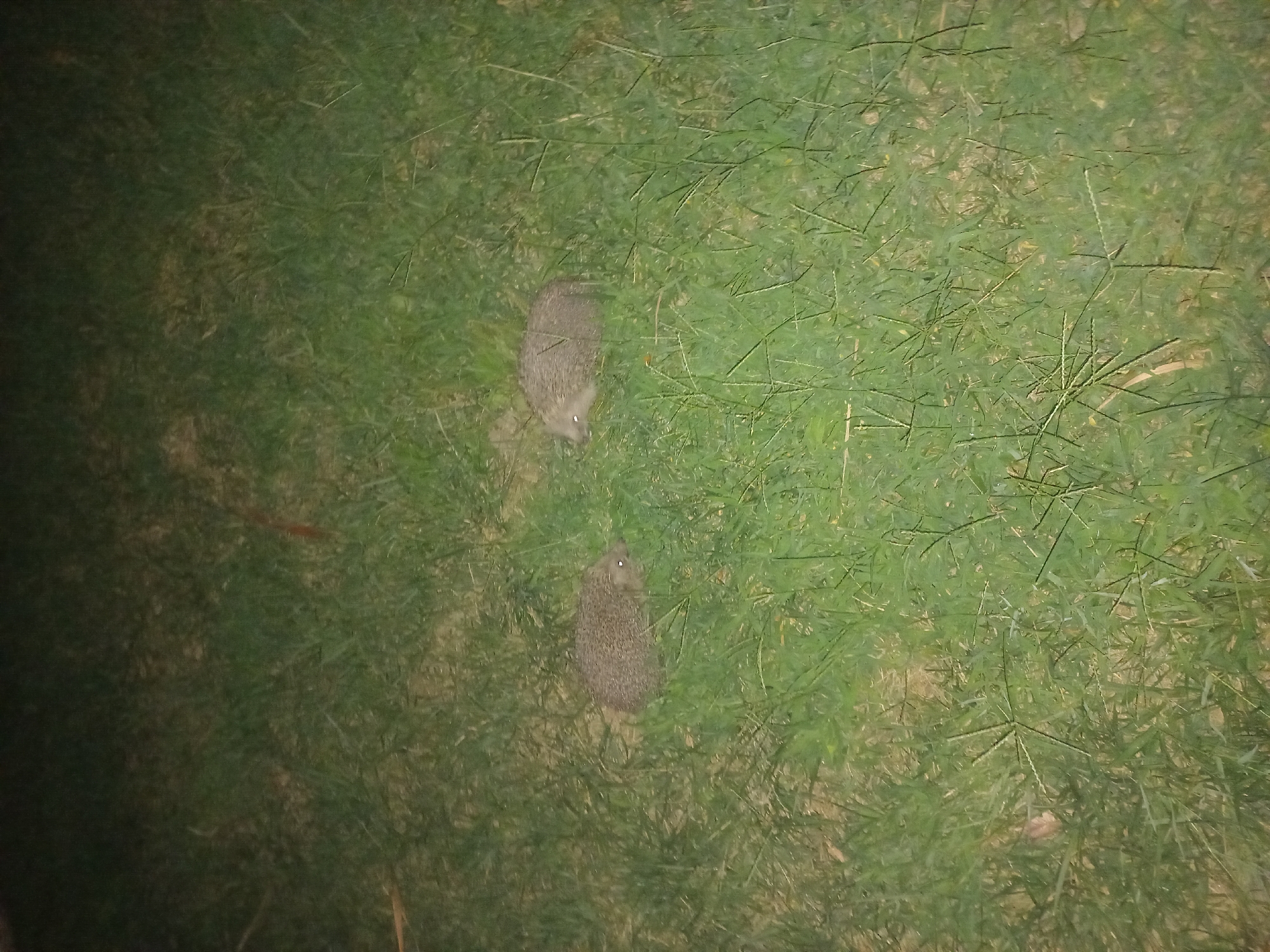 Two hedgehogs are visible in a grassy area. The hedgehogs are small, with spiny backs and pointed snouts. They are positioned in a horizontal orientation, facing to the right. The environment appears to be a lawn or park, with green grass covering the ground. The lighting suggests it may be nighttime or dusk, as the background is dark. There are no humans or other animals present in the scene. The image does not provide any specific geographical markers to indicate a location within Bodrum, Turkey.