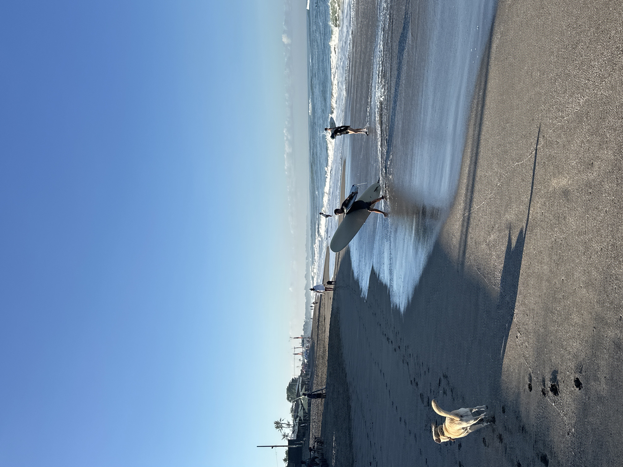 In North Kuta, Indonesia, a sandy beach is bathed in sunlight under a clear blue sky. The ocean gently laps at the shore, creating small waves that break on the wet sand. In the foreground, a light-colored dog runs away from the camera, leaving footprints in the sand. Further down the beach, two individuals are carrying surfboards, one walking from the water and the other towards it. Several other people are visible in the distance, some walking along the shore and others gathered near beachside structures. Palm trees and buildings line the background of the scene, suggesting a populated coastal area. The overall atmosphere is one of a relaxed, sunny day at the beach.