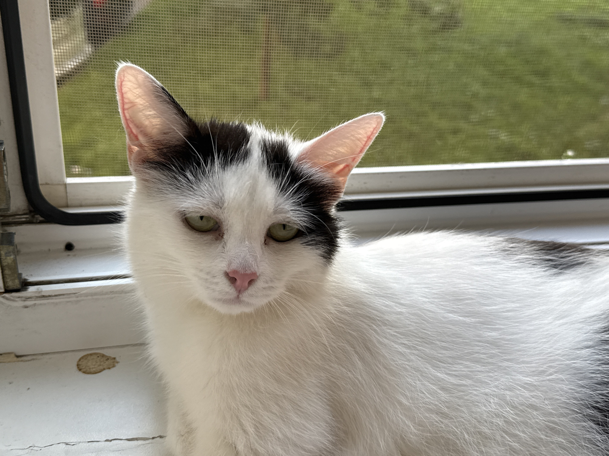 A black and white cat with green eyes is sitting on a windowsill, looking forward. The cat has black markings on its head and back. Sunlight is shining through the window, illuminating the cat's ears and fur. The background outside the window is a blurry green landscape, suggesting it is outdoors. The windowsill appears to be made of white painted wood and shows some signs of wear. The window has a screen.