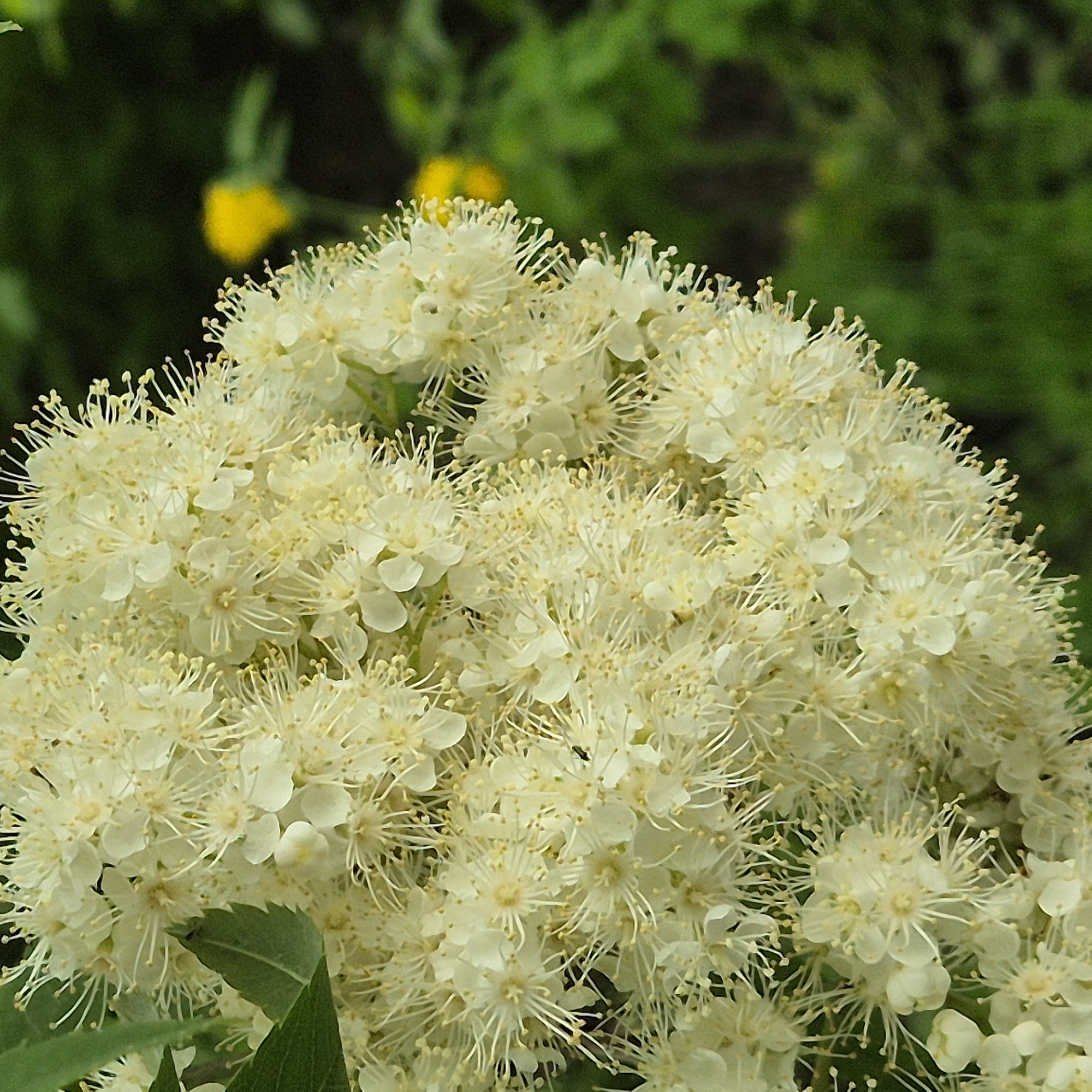 The image displays a close-up of a large cluster of small, white flowers, presented in natural daylight. Each individual flower features delicate white petals and numerous prominent, slender stamens tipped with tiny yellowish anthers, creating a soft, textured appearance across the entire cluster. The central focus is sharply on these blooms, showcasing their intricate detail.
The background is softly blurred, predominantly featuring out-of-focus green foliage, with hints of bright yellow shapes that are also blurred, possibly representing distant flowers or other plants. A few larger, green leaves belonging to the same plant are visible at the bottom and lower-left edge of the flower cluster, providing some context to the main subject. A very small, dark insect, possibly a fly, can be observed resting on one of the flowers within the cluster.
The scene captures a moment of natural beauty and growth, likely in a garden or natural environment, characteristic of a spring or summer day in Kemerovo, Russia. No text is visible in the image.