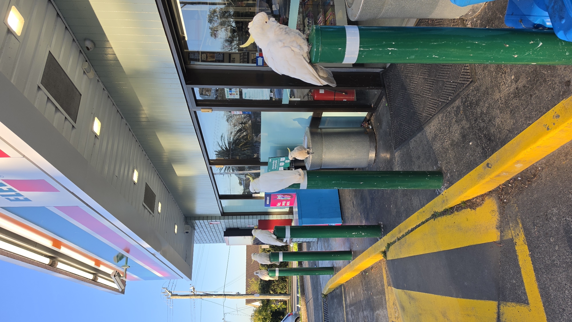 In North Rocks, Australia, at a 7-Eleven store, several sulphur-crested cockatoos are perched on green bollards. One cockatoo is on a bollard in the foreground on the right, another is on a bollard to its left, and two more are further left on bollards. A smaller, lighter-colored cockatoo sits on a gray cylindrical trash receptacle between the two bollards on the right. The cockatoos are facing various directions. The building has the signature 7-Eleven signage with blue, pink, and white stripes. The entrance to the store features glass doors and windows, with merchandise visible inside. A blue cooler or cabinet is to the left of the entrance. Yellow painted lines on the asphalt pavement indicate parking spaces or a walkway. The environment appears to be outdoors, with sunlight illuminating the scene, casting shadows. The sky is clear and blue.