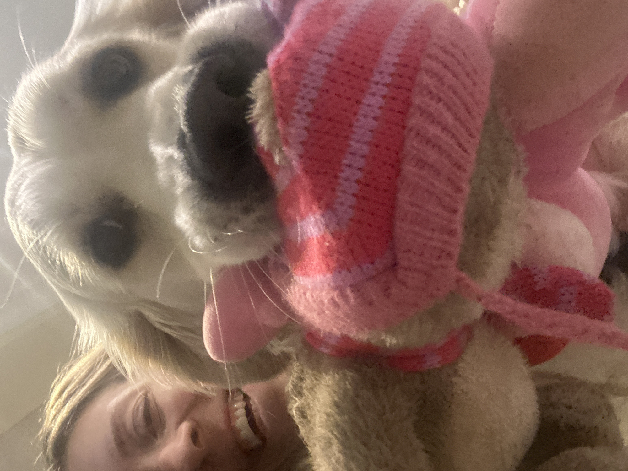 A close-up image depicts a golden retriever dog and a Caucasian female in an indoor setting. The dog occupies the central and right portions of the frame, facing forward with a pink knitted object in its mouth. This object features light and dark pink horizontal stripes and has white, fluffy elements near the top. The woman's face is partially visible on the left, smiling broadly, with blonde hair and wearing a light brown, fluffy garment. Her expression suggests amusement or happiness. The background is out of focus, providing no discernible details. The specific location within the city of London, United Kingdom, cannot be identified from the visual information provided.