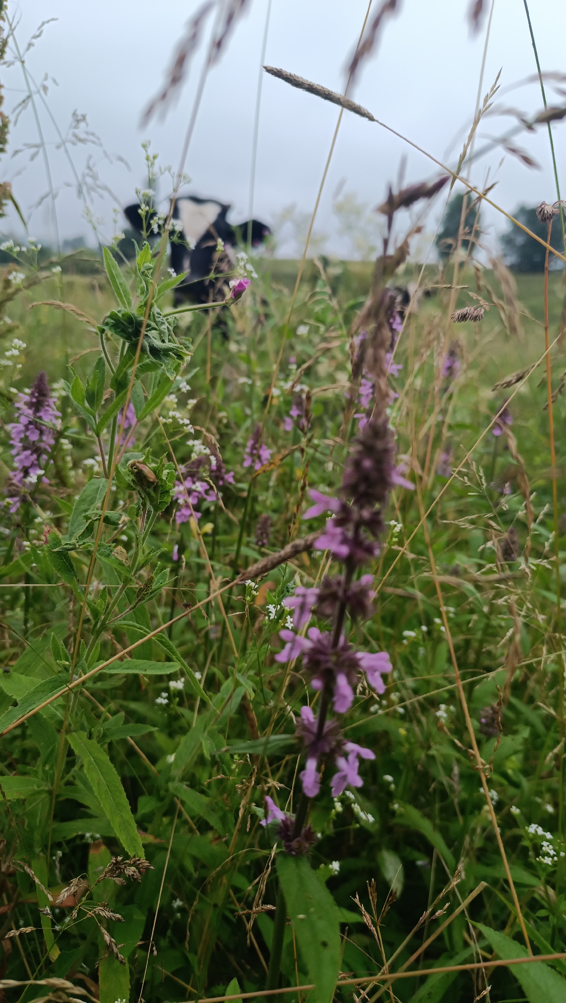 The image depicts a close-up view of a meadow with tall grasses and wildflowers, dominated by purple and white blooms. In the blurred background, the head and shoulders of a black and white cow are visible, appearing to graze in the field. The sky is overcast, suggesting a cloudy day. The specific location within the city of Karsha, Russia, is not discernible from the visual information provided in the image.
