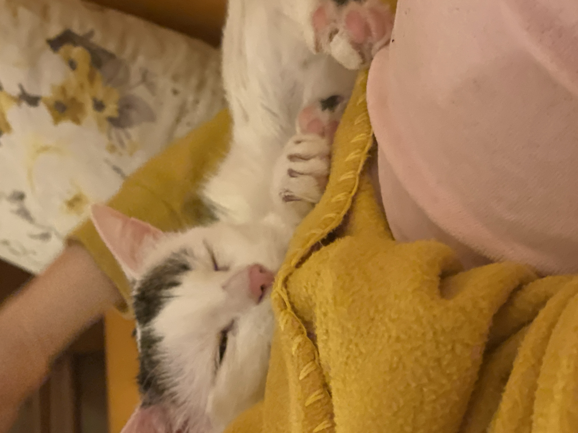 A close-up shot captures a white cat with black markings, nestled in a yellow blanket. The cat's pink nose is prominent, and its eyes are closed as if sleeping. Part of the cat's paws are visible, revealing pink toe beans. A pink object is present on the right side of the frame. The background includes a floral-patterned object. The image does not provide any information to indicate the location is Sofia, Bulgaria.