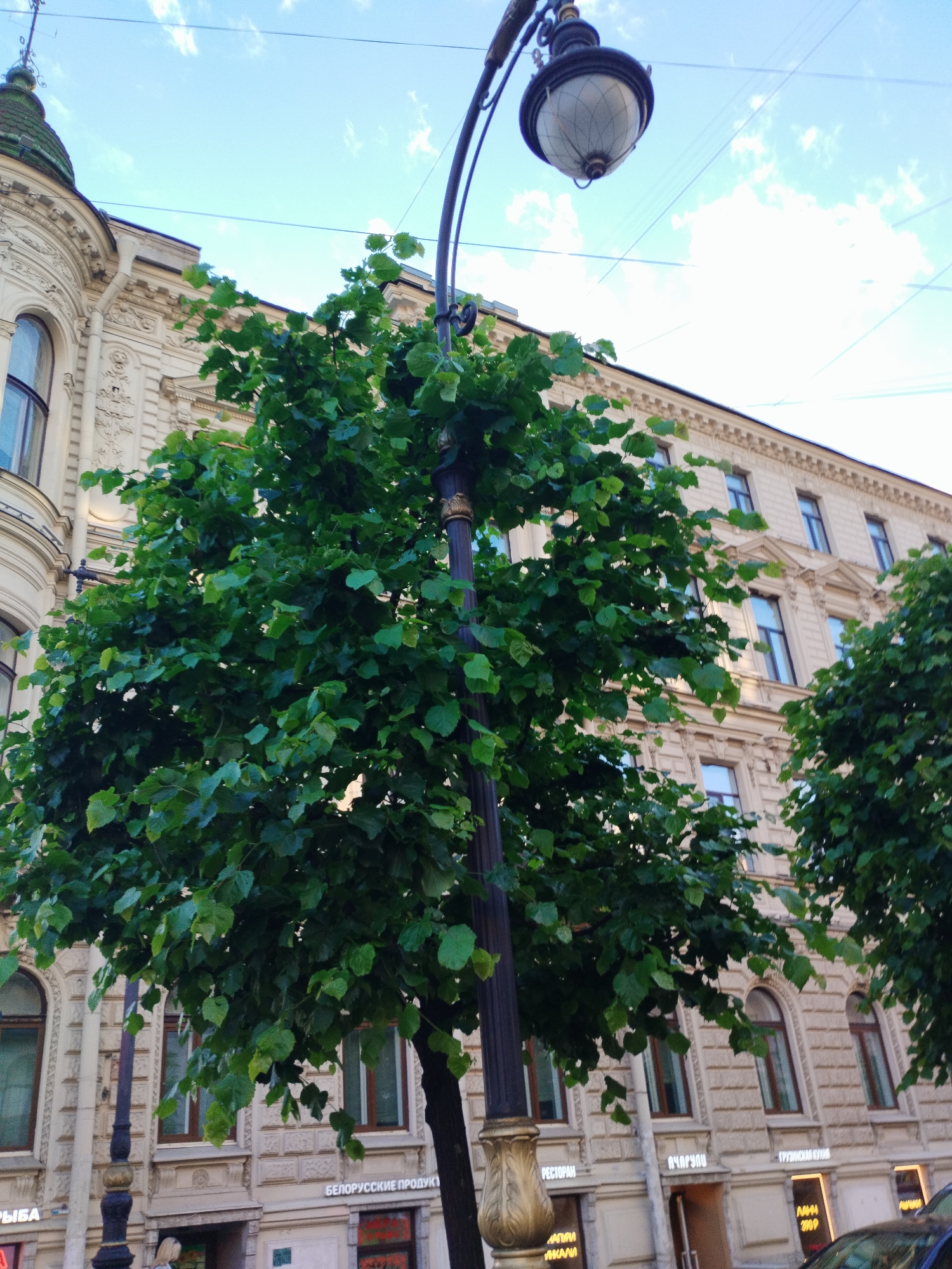 The image depicts a view of an ornate building facade in Saint Petersburg, Russia, with a mature tree and a street lamp in the foreground. The building, likely residential or commercial, features classical architectural elements such as arched windows, decorative friezes, and stucco detailing, all rendered in a light-colored stone. The street lamp is made of dark metal with an antique design, topped with a glass lantern. Lush green foliage from the tree obscures parts of the building and the lamp. The sky above is a bright blue with scattered white clouds. Some signage is visible at street level, hinting at businesses like "БЕЛОРУССКИЕ ПРОДУКТЫ" (Belarusian Products) and "РЕСТОРАН" (Restaurant), suggesting an urban commercial area. The overall scene evokes a sense of historical charm characteristic of Saint Petersburg.