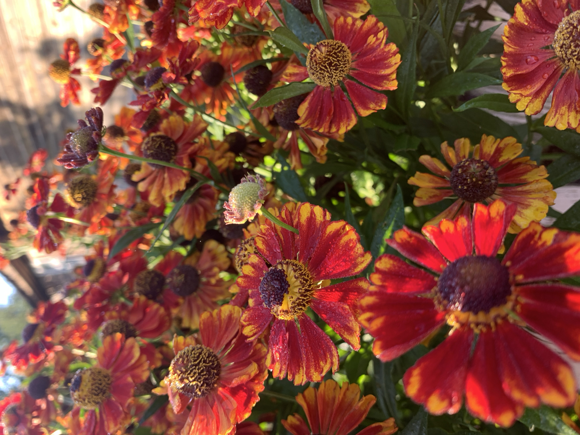 The image shows a close-up view of a cluster of helenium flowers, also known as sneezeweed. The flowers have bright red petals with yellow tips, and their centers are a dark brown, bristly disc. Many of the petals are adorned with small water droplets, suggesting recent rain or dew. The background is softly blurred, revealing hints of green foliage and a wooden fence bathed in warm, late afternoon sunlight. The setting appears to be an outdoor garden. The specific location within the city of Kapyĺ, Belarus, cannot be determined from the image alone, as there are no identifiable landmarks or context clues.
