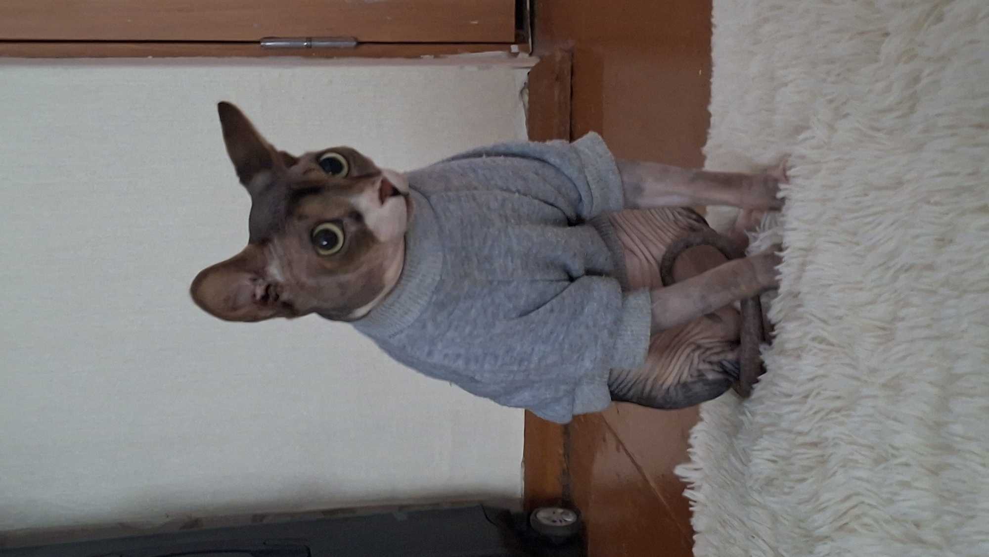 A hairless cat, likely a Sphynx breed, is sitting on a fluffy white rug. The cat is wearing a light gray, long-sleeved sweater with a turtleneck. It has large, wide green eyes and a pink nose. The cat is facing forward, with its body angled slightly to the left. The background consists of a plain, light-colored wall and a wooden door frame to the right. The floor beneath the rug appears to be polished wood. There is a dark object with wheels on the far left of the image. The image is a medium shot, focused on the cat. There is no information available to place this image specifically within the city of Myadzyel, Belarus.