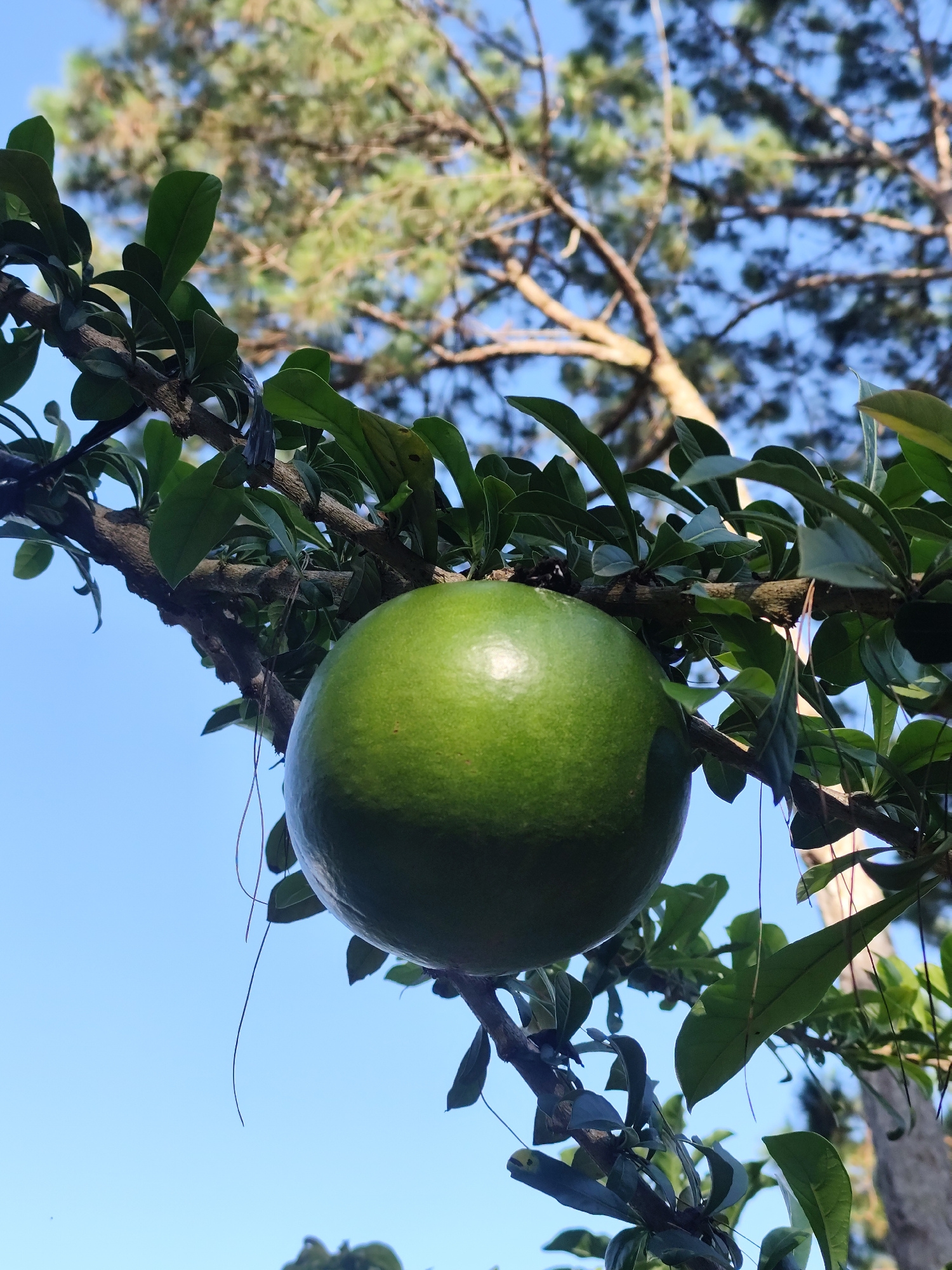 A close-up, low-angle shot captures a large, green, spherical fruit hanging from a branch. The fruit is smooth and slightly shiny, with a visible highlight on its surface. It is surrounded by dark green, leathery leaves and a gnarled, brown branch. In the background, the sky is a clear, bright blue, and the upper branches of a tall pine tree with feathery needles are visible, their trunks appearing tan and textured. The image was taken outdoors, likely in Da Lat, Vietnam, given the presence of lush vegetation and a temperate climate suitable for fruit-bearing trees and pine forests. No people are present in the image.