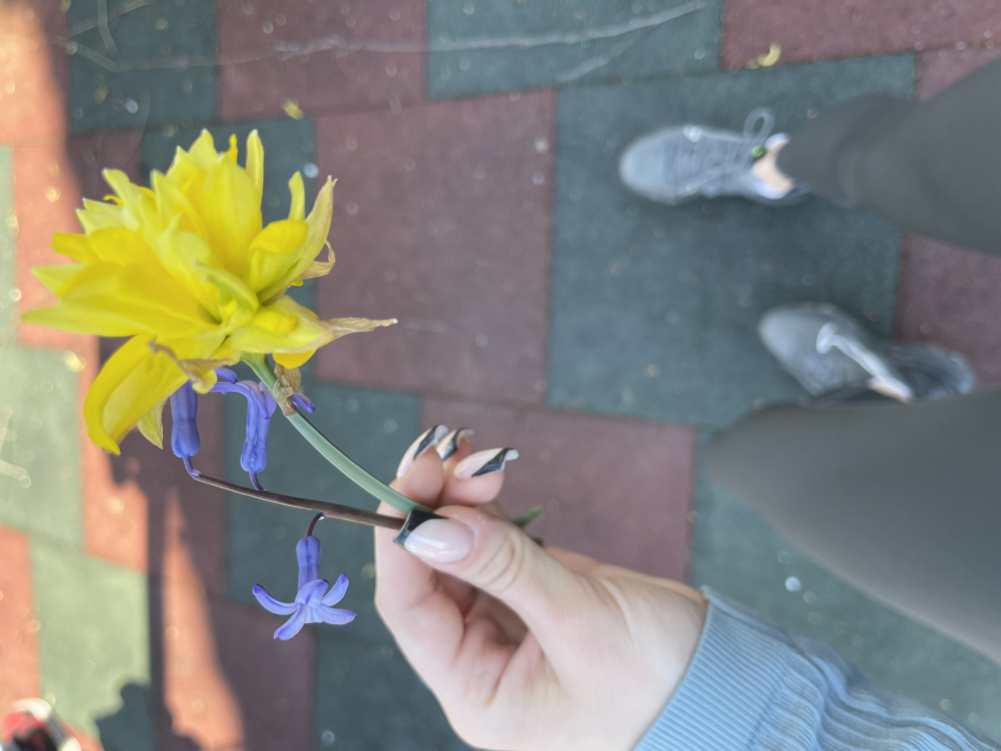 A person holds a flower with yellow petals and blue blossoms. The flower stem is held between the person's thumb and forefinger. The person's nails are painted in a modern black-and-white style. The person is wearing a light blue sweater. The person is standing on a surface that has a pattern of red, gray, and green squares. The person is wearing gray sneakers. The city of Somovit, Bulgaria, is not discernible in the image.