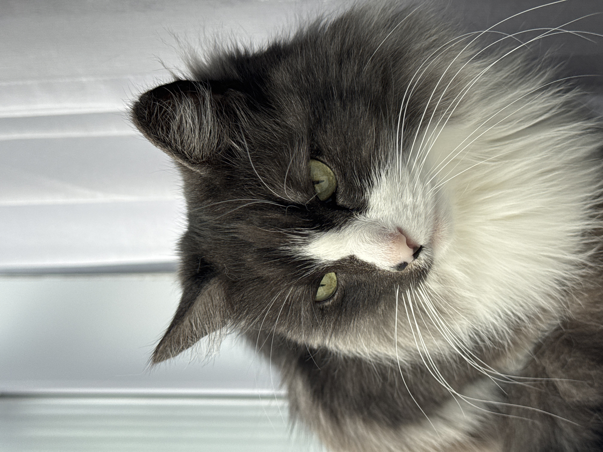 A close-up photograph depicts a gray and white cat with long fur. The cat is positioned with its head tilted to the left, looking downward. Its eyes are light green. The background is blurred but appears to be a white, horizontally-lined surface, potentially blinds or a wall. The cat's nose is pink. There is no evidence indicating the image's location in Izhevsk, Russia.