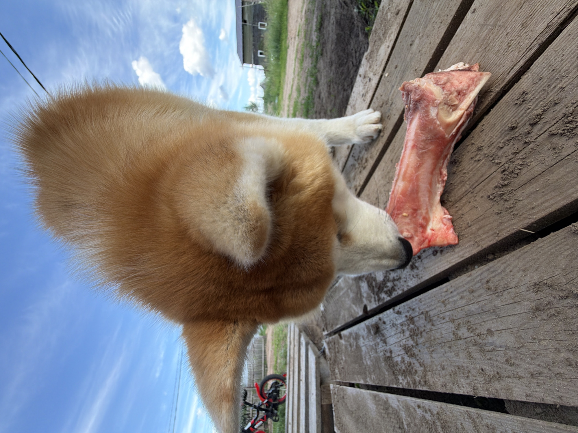 A medium shot, taken from a low angle, shows an Akita-inu dog gnawing on a large bone. The dog, with reddish-brown and white fur, is leaning over a wooden surface, its head down and focused on the bone. The bone is raw and meaty, with visible marrow. The wooden surface appears to be a rustic deck or platform, with visible wood grain and some dirt scattered on it.
In the background, a red and black bicycle is visible on a wooden structure to the left. Beyond that, a dirt road leads towards a modest, dark-colored building with a pitched roof and a few windows. Green grass and trees are sparsely scattered in the mid-ground. The sky is a clear blue with a few wispy white clouds. The scene appears to be outdoors, likely in a rural or semi-rural setting, possibly a dacha (country house) area, given the presence of a building typical of such locations and the general rustic atmosphere. The overall impression is one of a dog enjoying a treat in a natural, outdoor environment. The location is the city of Chaikovsky, Russia.