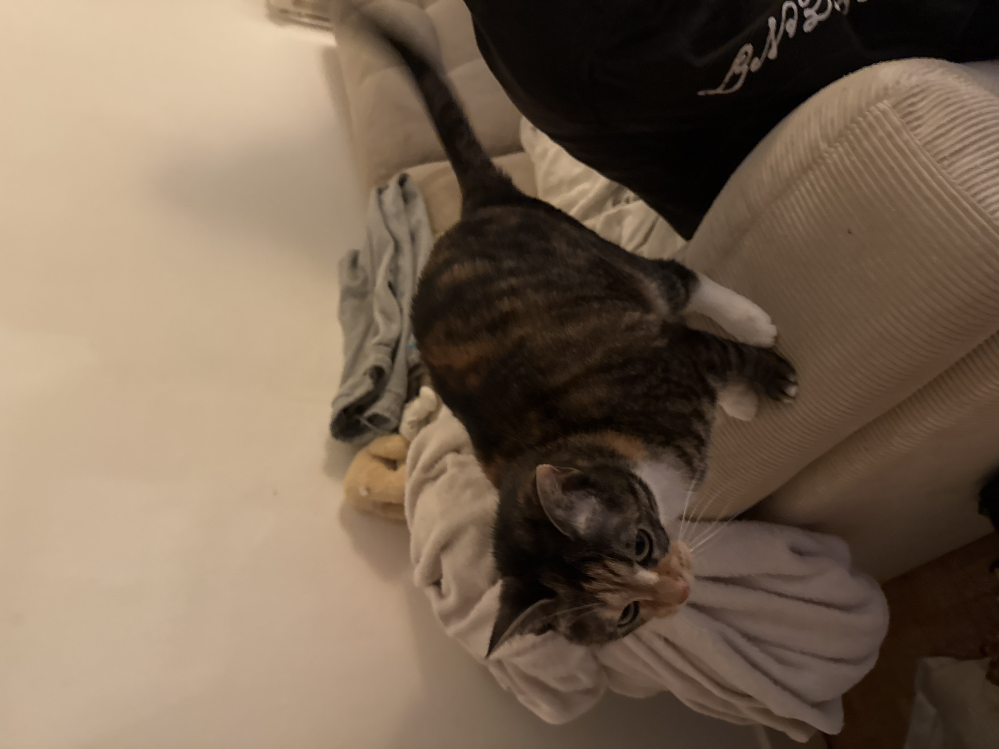 A domestic calico cat is positioned on a light-colored, ribbed upholstered furniture piece, likely a sofa or armchair, indoors. The cat exhibits a tortie pattern with patches of dark brown/black, orange/tan, and white, notably a white muzzle and front left paw. Its head is turned downwards and slightly to the viewer's left, with visible greenish eyes and prominent white whiskers. The cat's tail is blurred, indicating motion, suggesting it is in the process of stepping or moving across the furniture. To the left and behind the cat, a crumpled light-beige blanket or throw is visible, alongside a partially obscured tan plush object and a pile of gray fabric further back on the furniture. To the right of the cat, a portion of a human's torso or leg, clad in a black garment with white text or a logo (partially visible, possibly "BAL"), is present, indicating proximity to a person. The background consists of a plain, light-colored wall. The lighting appears to be artificial and diffused. There are no discernible features in the image to identify its location as Paris, France, or any specific city or country.