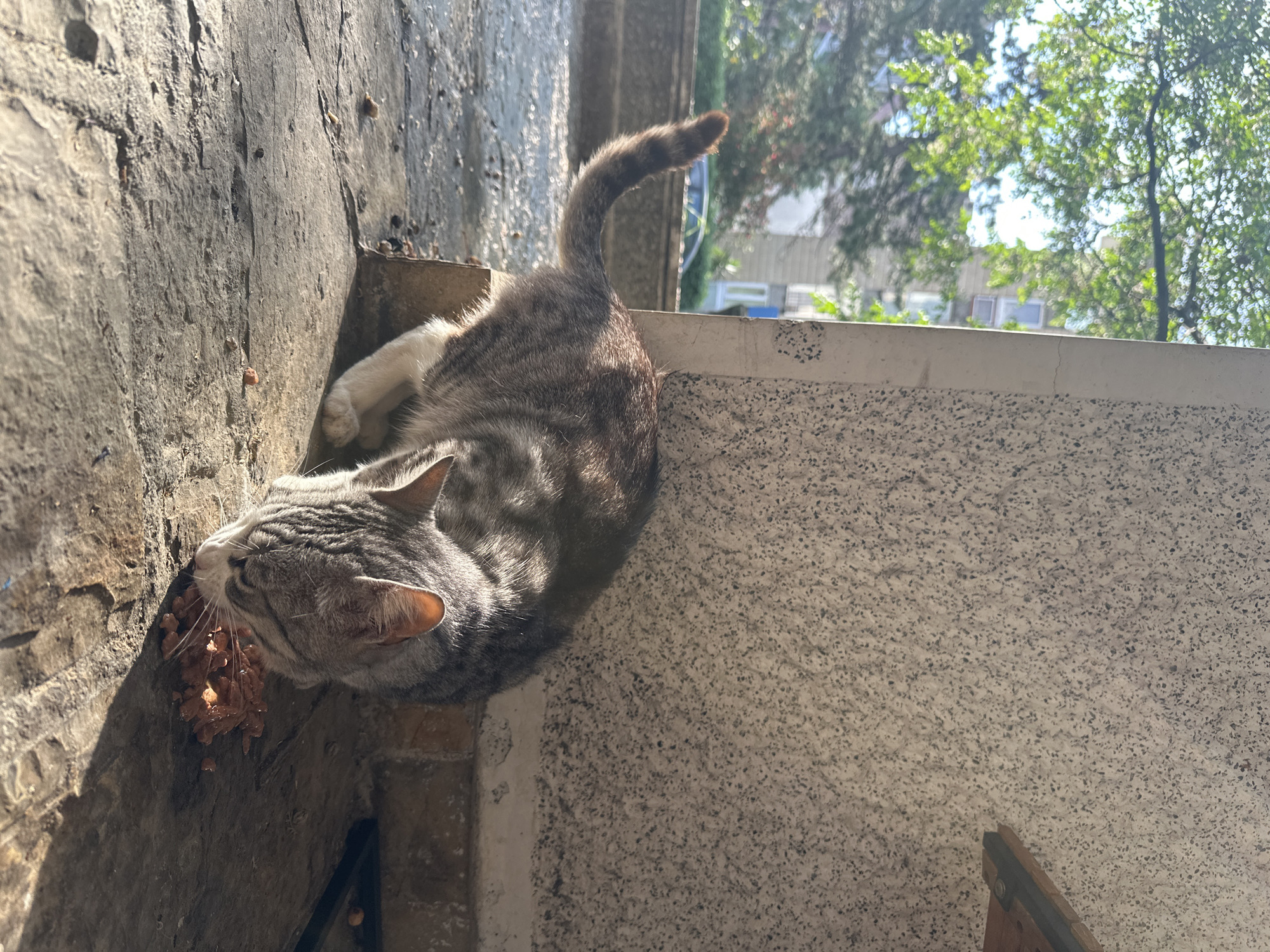 A gray tabby cat is eating food on a ledge in Budva, Montenegro. The cat is positioned near a window. The cat's tail is raised, and its body curves to the left. The ledge is made of rough, textured concrete and stone. The food appears to be wet cat food. Beyond the ledge is greenery, suggesting trees in the distance. The scene is lit by sunlight.