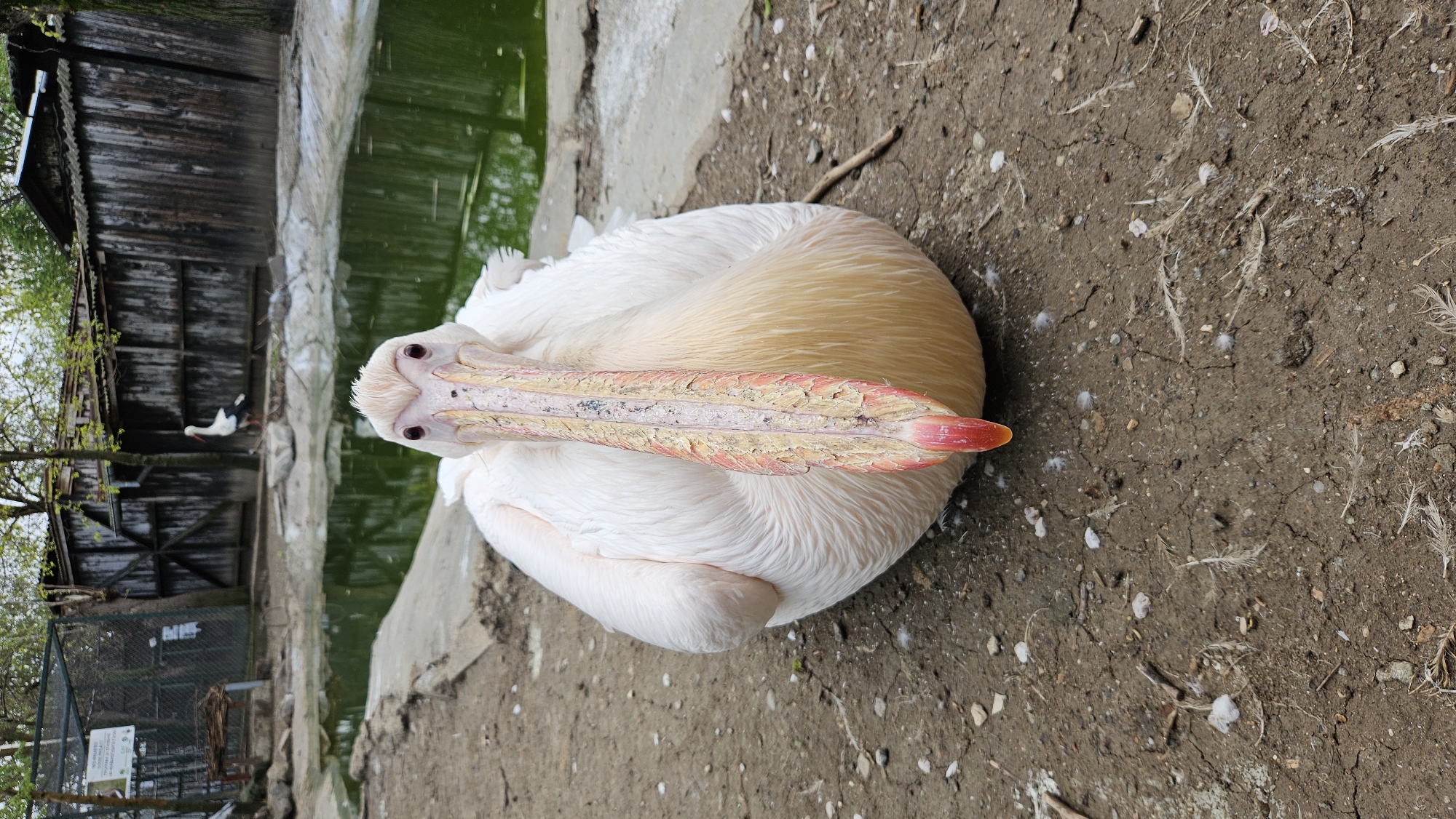 A large, white pelican is the central subject of the image, depicted resting on dry, brown earth. Its pristine white feathers are prominent, with some yellowish-cream plumage visible on its back and neck. The pelican's most striking feature is its long, textured bill, which shows intricate patterns of light pink, orange, and off-white, culminating in a vibrant orange-red tip. Its dark eyes gaze directly towards the viewer.
The pelican is positioned beside a body of water that has a noticeable green tint, suggesting the presence of algae or reflections from foliage. The ground around the pelican is barren dirt, scattered with small pebbles and white feathers.
In the background, to the left, a rustic, weathered wooden structure with horizontal planks stands, possibly serving as a shelter or part of an animal enclosure. Further back, near this structure and the water, another bird, appearing to be a white stork or a similar large waterfowl with some black markings, is visible. Sparse green tree branches with fresh leaves frame the upper left side of the image. A chain-link fence is present in the mid-ground on the left, to which a white informational sign with green text is attached. Though the text is largely illegible, the partial visibility of "BG" suggests content in Bulgarian.
The scene portrays a daytime setting, likely within a zoo or wildlife park, characterized by a calm and observational atmosphere. The location cues, including the potential Bulgarian text, align with the provided context of Stara Zagora, Bulgaria.