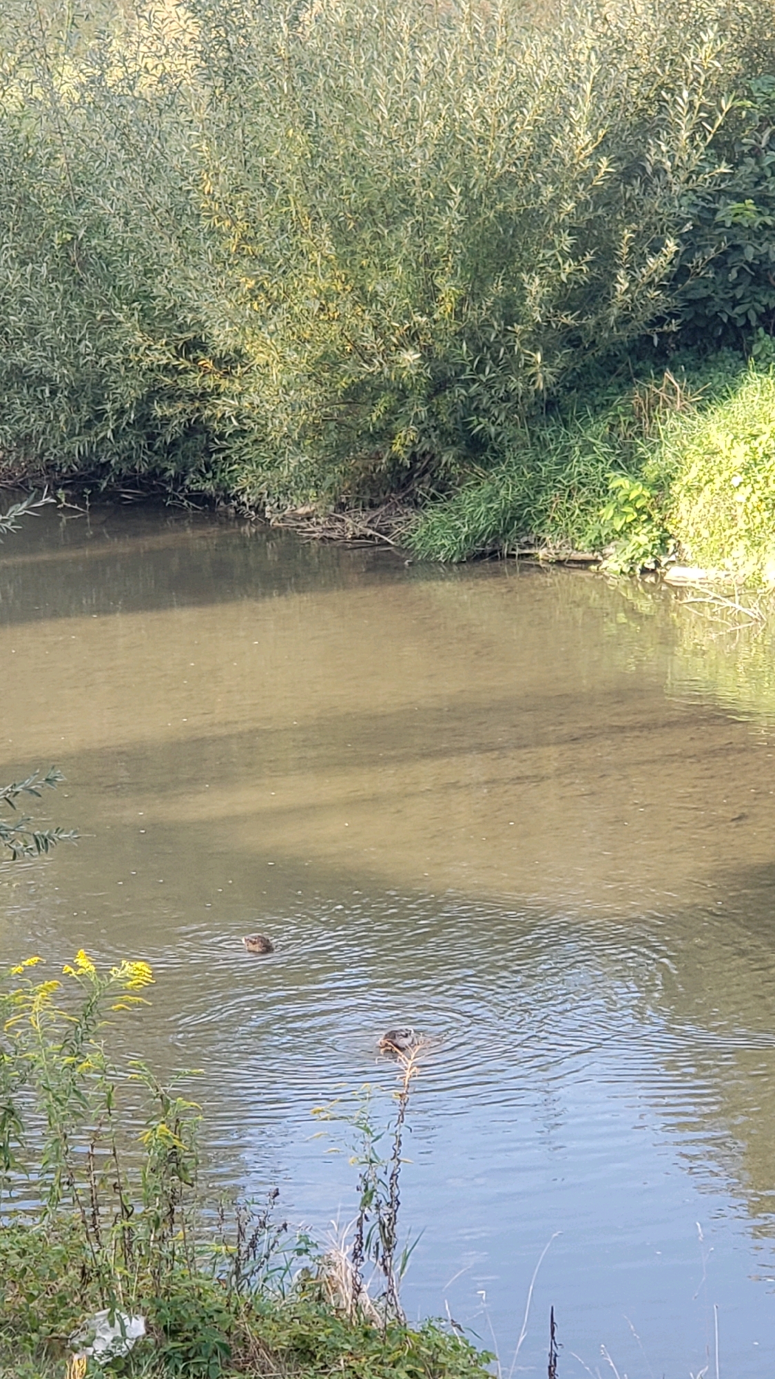 The image depicts a natural scene along the Torysa River in Prešov, Slovakia, during daylight. The foreground shows vegetation, including tall yellow wildflowers and green plants, growing on the riverbank. The river itself is murky brown, with ripples on its surface reflecting sunlight. Two ducks are visible in the water. One duck is further away, with only its head visible above the water. The second duck is closer to the shore, appearing to be foraging on a thin plant stalk. Dense green foliage and trees form the background, lining the opposite bank of the river. The overall impression is one of a tranquil, natural environment within the urban landscape of Prešov.