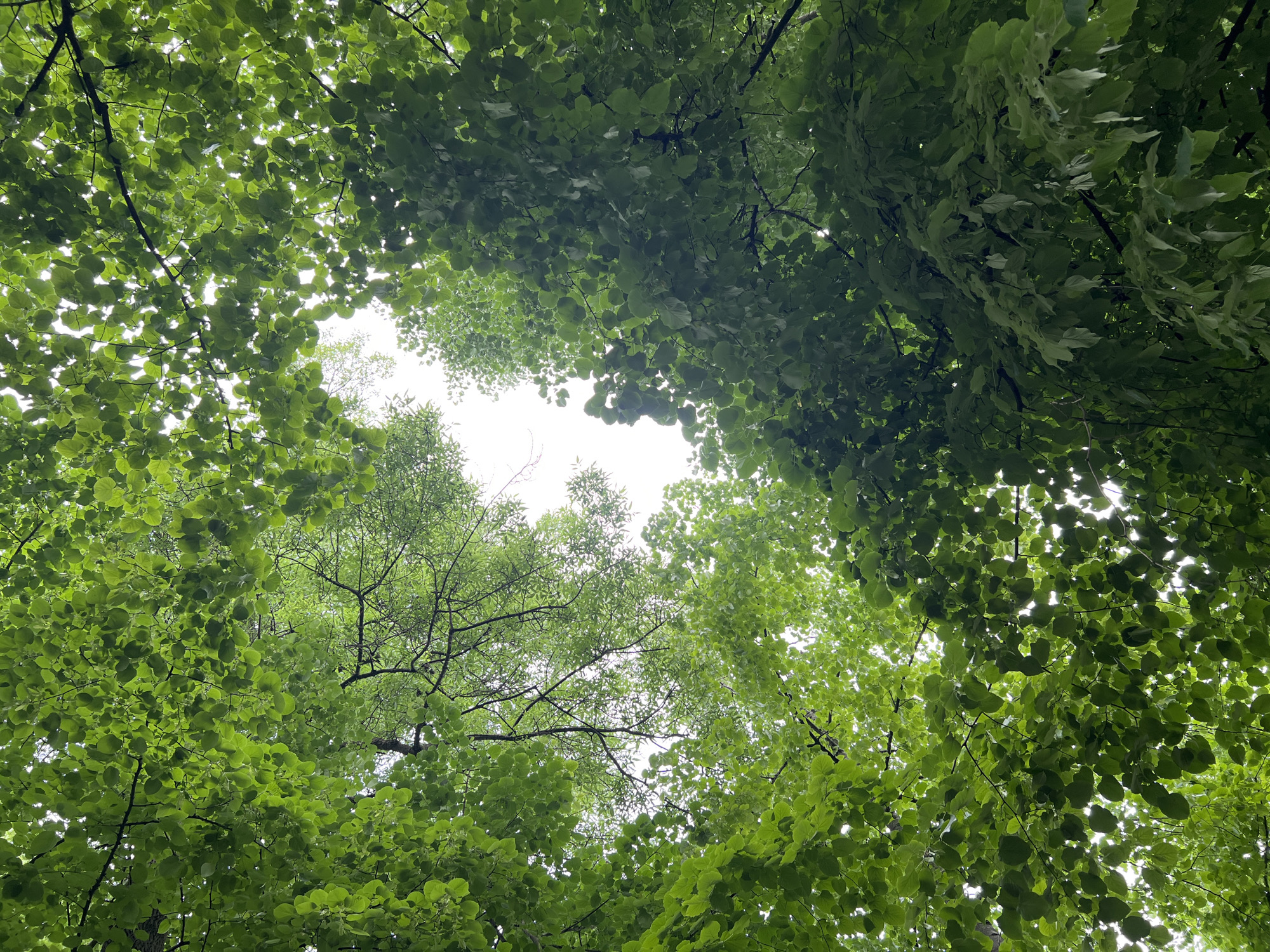 The image presents a view looking upwards into a canopy of green leaves. The leaves are densely packed, with branches visible through the gaps. The lighting is bright, with the sky appearing as white patches through the foliage. There is no indication of the location being Burgas, Bulgaria, nor any people, subjects, objects, actions or interactions.