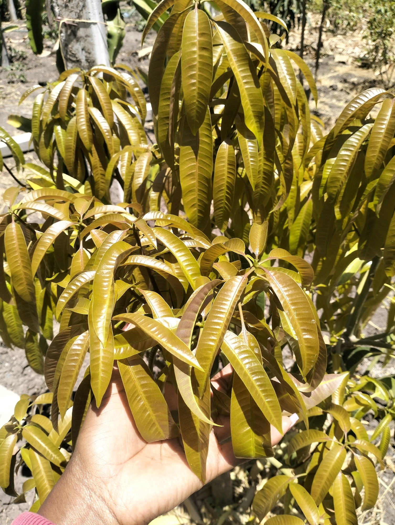 In Kinanie Ward, Kenya, a close-up shot captures a person's hand gently holding a cluster of young mango leaves. The leaves are a vibrant olive green with hints of red, appearing glossy and smooth. The hand, with its skin tone and visible lines, is positioned in the foreground, drawing attention to the delicate foliage. In the background, the dry, dusty ground is visible, with the trunk of a tree and more mango trees stretching into the distance, suggesting an outdoor, rural setting. The lighting indicates it is daytime, with sunlight illuminating the leaves and casting subtle shadows.