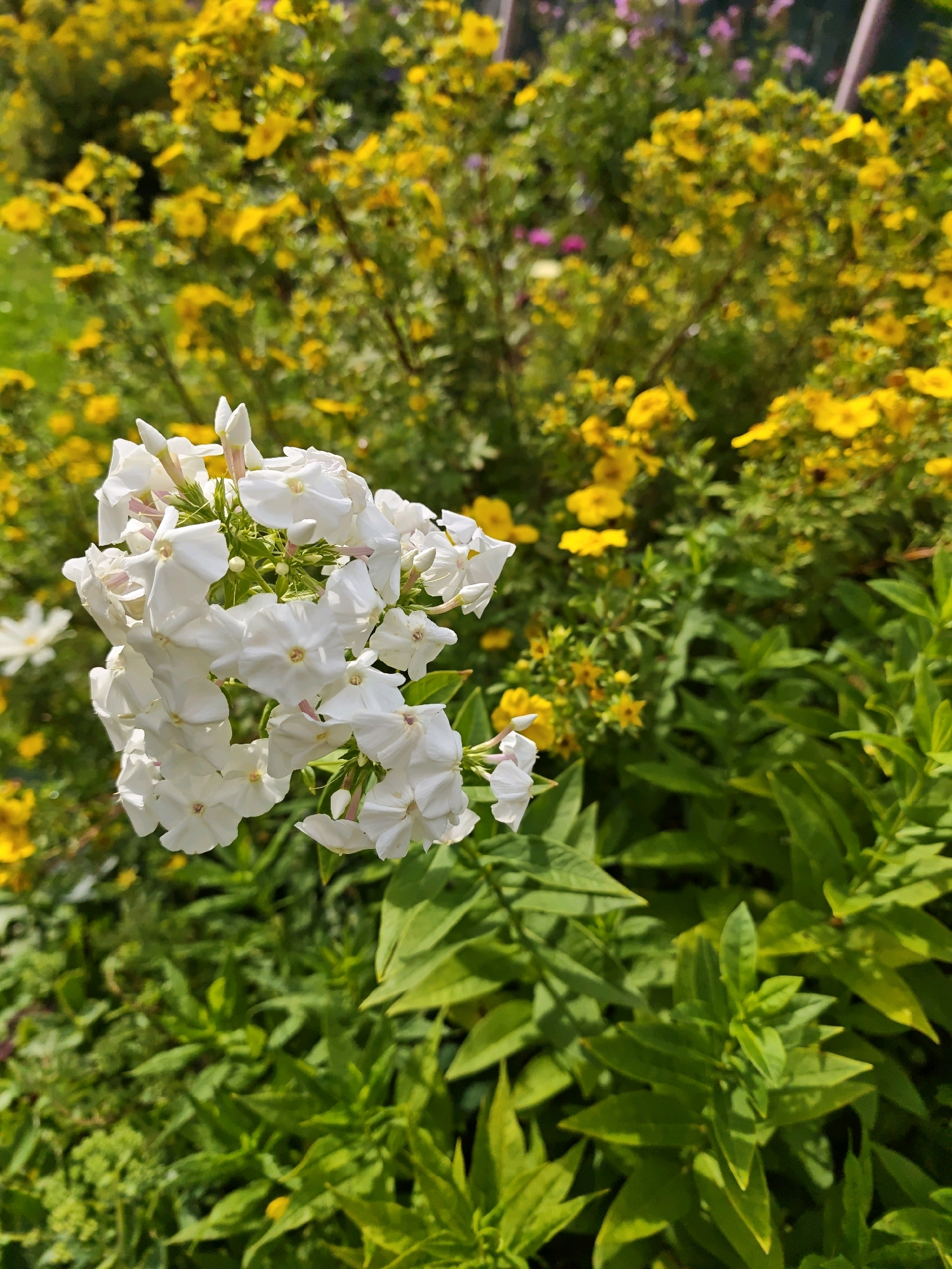A close-up, vertical shot captures a cluster of white phlox flowers in the foreground. The flowers are fully bloomed, with delicate petals and small, pink-tinged centers. Behind them, a dense backdrop of bright yellow flowers and green foliage creates a vibrant contrast. The lighting suggests a sunny day, with sunlight illuminating the scene and casting subtle shadows. The location is described as "Свитино Снт, Russia."