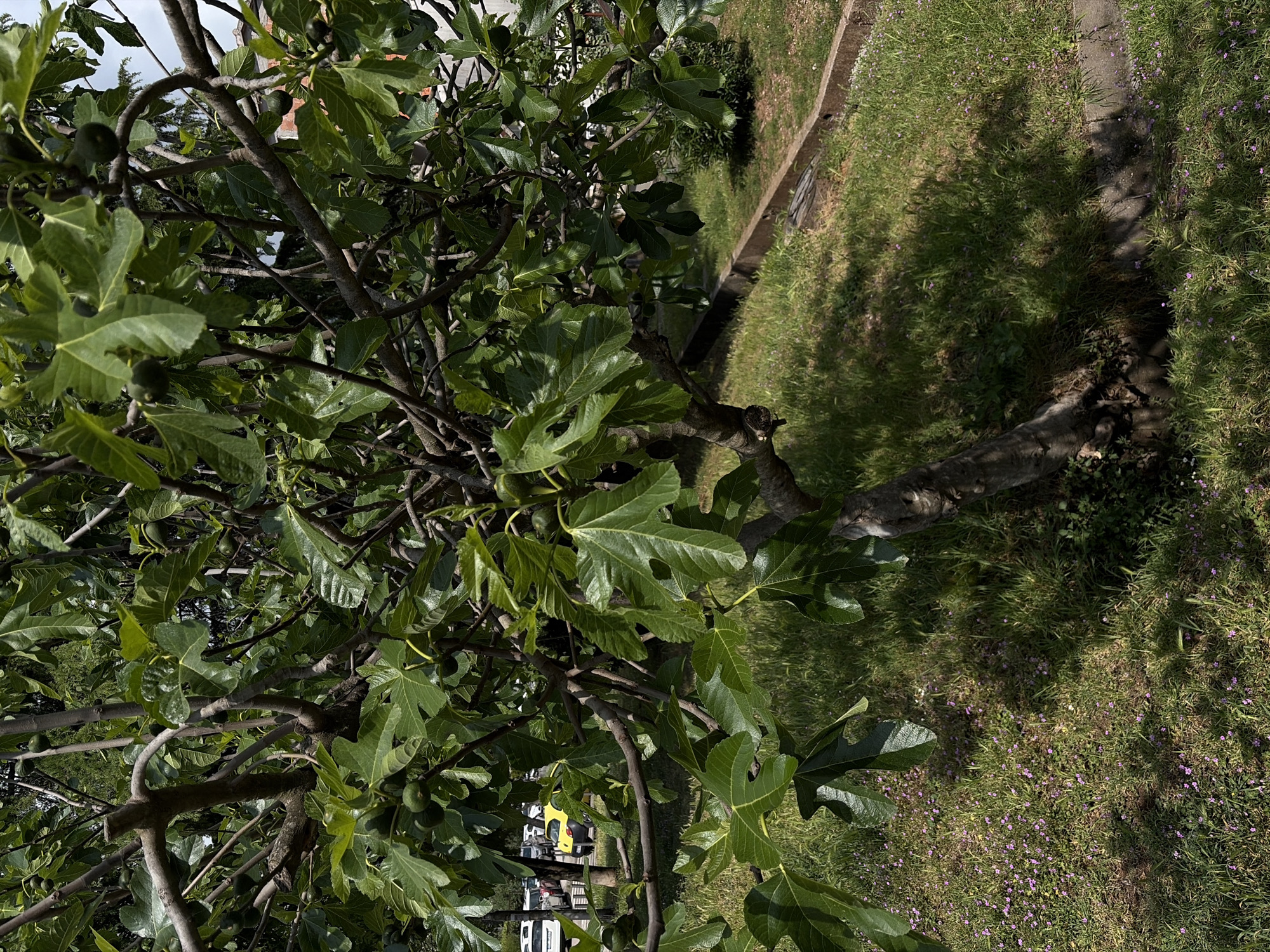 The image displays a vibrant fig tree, rich with broad, green leaves and numerous unripe figs scattered throughout its branches. The sturdy, gnarled trunk of the tree is visible on the right, leading into a dense canopy that fills much of the frame. Sunlight filters through the foliage, creating varied textures and shades of green.
To the right of the tree, a grassy area slopes gently, adorned with small purple wildflowers and patches of lighter, drier grass. A narrow concrete or paved path, possibly a drainage channel, cuts through this verdant ground. Distinct shadows cast by the tree are visible on the grass, indicating a sunny day.
In the background, peeking through the leaves, elements of a built environment are discernible. These include parts of buildings, likely residential structures, and several parked vehicles, specifically a yellow car and some white vans. The setting suggests an outdoor space, possibly a garden or a roadside area in Budva, Montenegro, observed during the daytime under clear, sunny weather. No discernible text is visible in the image.