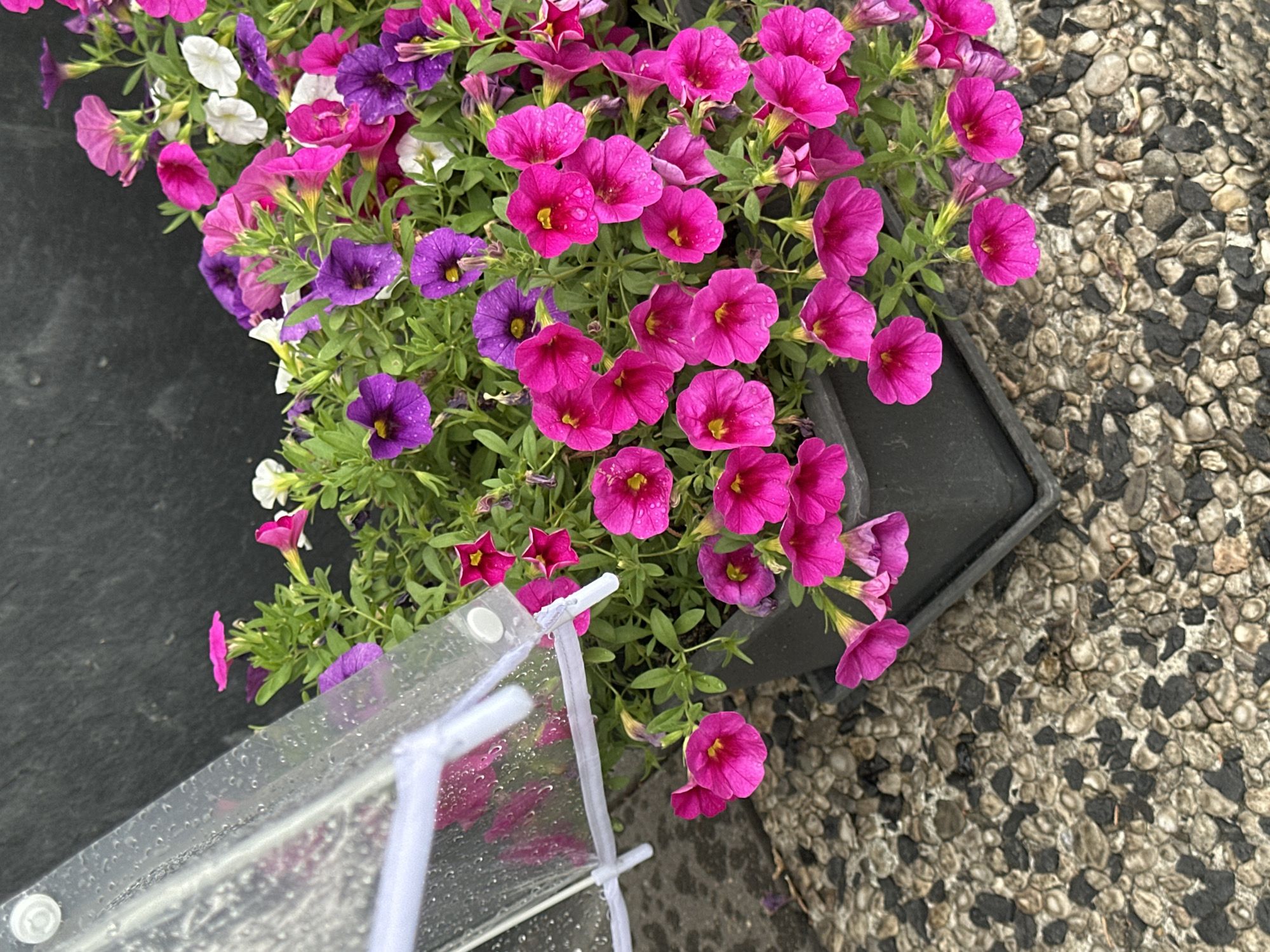The image shows a close-up of a potted plant with numerous bright pink and purple petunias, some with white accents, in bloom. The flowers are wet, suggesting it may have recently rained or been watered, with small water droplets visible on the petals. The pot is dark gray and sits on a textured surface of small, dark and light-colored pebbles. In the upper left portion of the image, a clear plastic protective cover, possibly for a plant or outdoor furniture, is partially visible, attached with white fasteners. The background appears to be a dark, possibly slate-like textured wall. The scene is captured outdoors, likely in a garden or patio area in Krefeld, Germany, given the context of the request. No people are visible in the image.