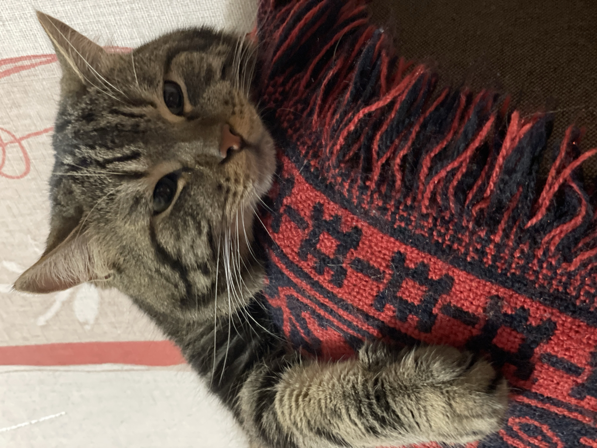 A close-up shot shows a tabby cat lying on a blanket with red and black patterns. The cat's head rests on the blanket, and its eyes are partially closed. The background is a wall with a vertical red stripe. The image appears to be taken indoors in a residential setting. There is no information about the location in Cherkasy, Ukraine, or any other specific details about the scene.