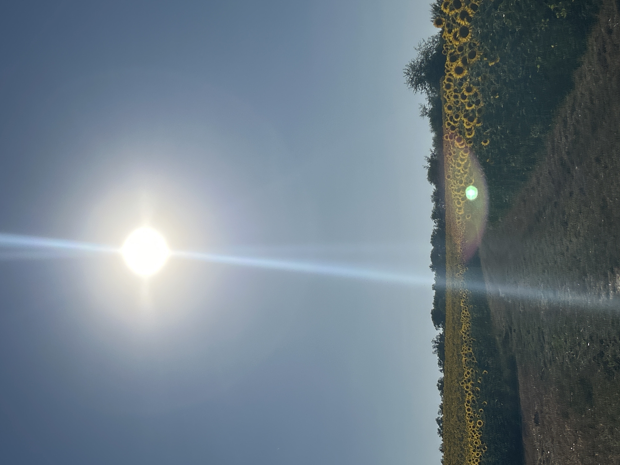 The image depicts a vast field of sunflowers under a bright, sunlit sky. The sun, intensely bright and positioned high in the frame, causes a significant lens flare that streaks vertically down the image. A dirt path or road cuts through the foreground, leading towards the sunflower field which stretches horizontally across the mid-ground. A line of trees forms the horizon behind the sunflowers. The scene is devoid of any people or animals, presenting a natural landscape bathed in sunlight. The location is identified as Untergruppenbach, Germany.