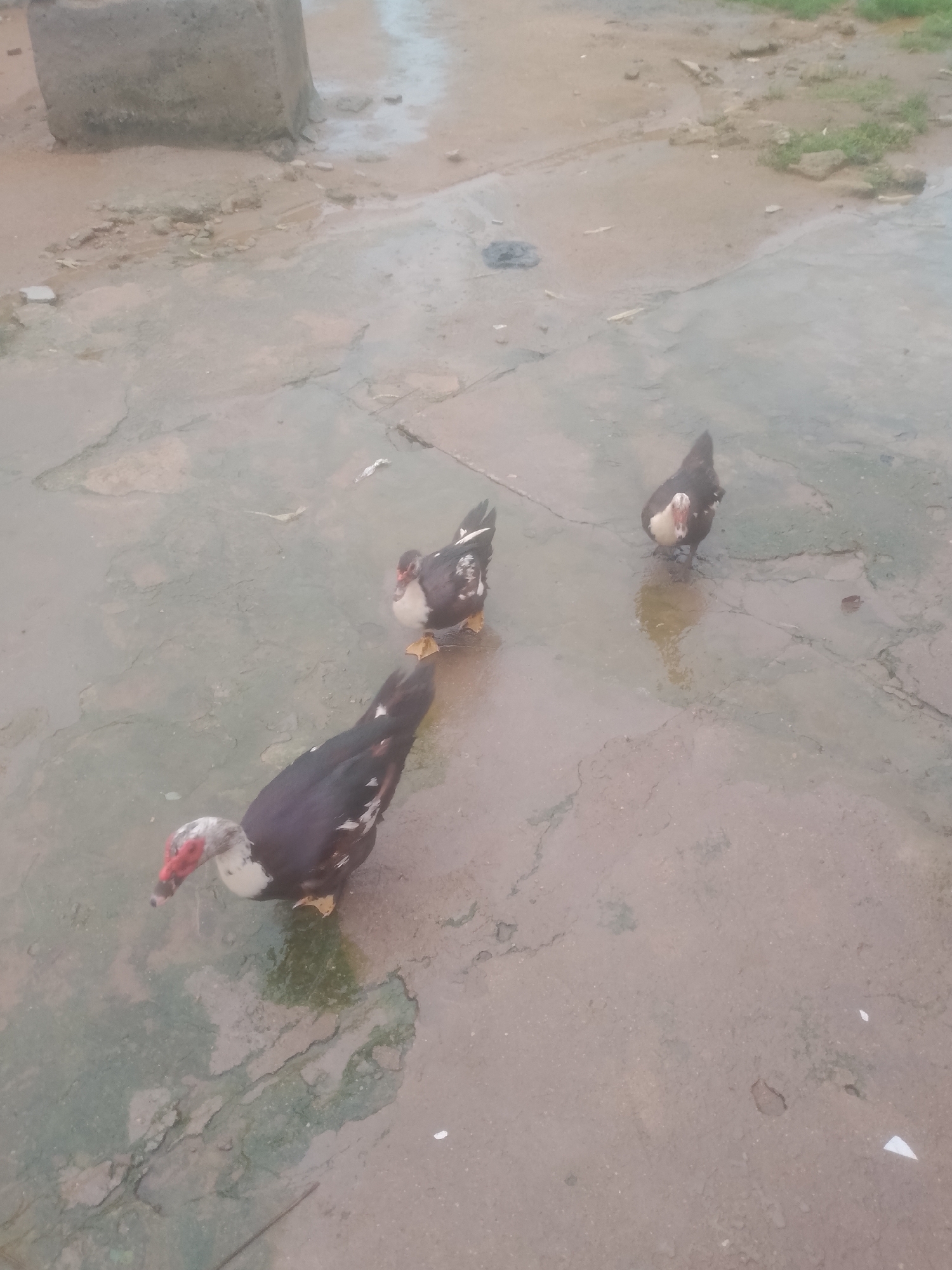 Three Muscovy ducks are standing on a wet, paved surface, likely a courtyard or a road, in Jalingo, Nigeria. The ducks are mostly black with white markings on their chests and wings, and have distinctive red caruncles around their eyes and beaks. One duck, in the foreground and to the left, is facing left and downwards, appearing to drink or forage. Another duck, in the center, is facing towards the viewer. A third duck, to the right, is facing left. The ground is uneven and appears to be recently rained on, with puddles and patches of dampness visible. In the background, a portion of a concrete structure is visible on the left, possibly a building or a large block. The overall environment suggests an outdoor, possibly semi-rural or undeveloped urban setting.