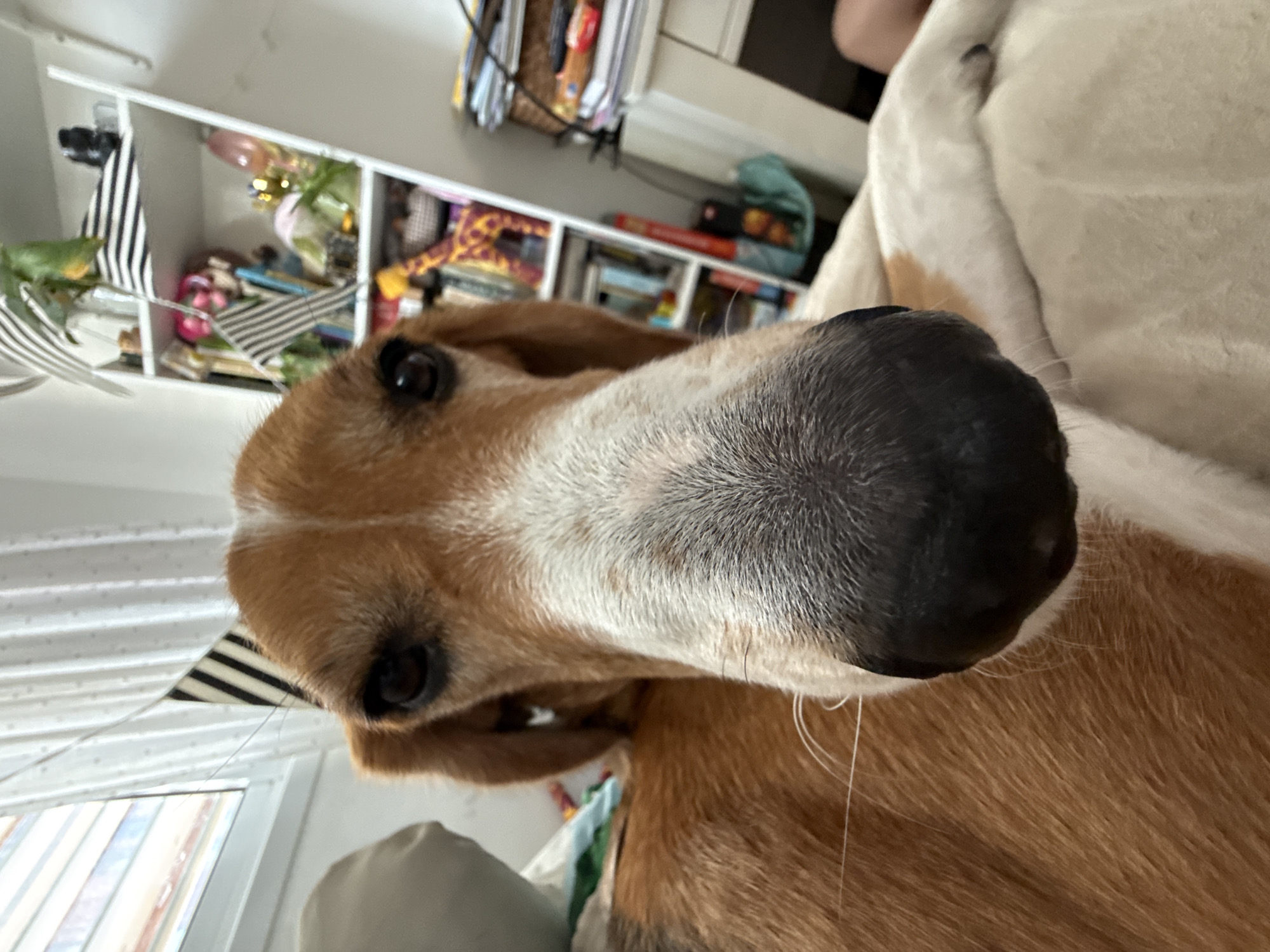 A close-up, low-angle photograph captures the face of a dog, possibly a beagle mix, in what appears to be an indoor setting in Petah Tikva, Israel. The dog, with a mix of tan, white, and black fur, is the primary subject, looking directly into the camera. Its black snout and prominent white whiskers are in focus, highlighted by the white fur around its muzzle and a patch between its eyes. Its dark eyes are open and attentive.
The background, visible above and behind the dog's head, appears tilted due to the camera's angle. To the left, a white shelving unit or bookcase is densely packed with various items, including books, decorative objects like a green leaf-like item, and what look like pink and gold ornaments. A black and white striped garland or banner is also visible, hanging downwards. To the right, part of a light-colored, possibly white, blanket or dog bed can be seen. The lighting suggests a daytime setting, likely from natural light entering the room. There is no visible text in the image. The scene conveys a casual, candid moment with a pet in a lived-in home environment.