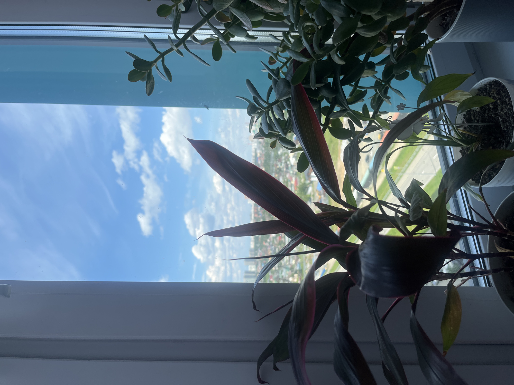 The image captures a view from a window in Yekaterinburg, Russia, showcasing a domestic scene with potted plants placed on the windowsill. The window looks out onto a cityscape under a bright blue sky dotted with white clouds. In the foreground, several green plants are visible, including one with dark, elongated leaves that have a reddish-purple hue. To the right, another plant with fleshy, round leaves is present. The window frame itself is white on the left, and a bright turquoise colored vertical element is seen on the right, possibly part of the building's exterior or a curtain. The cityscape below suggests a residential or mixed-use area with buildings and roads. The image is taken from a slightly elevated perspective, typical of a window in a multi-story building. There are no people or animals visible in the frame, and no specific actions are depicted beyond the static arrangement of plants.