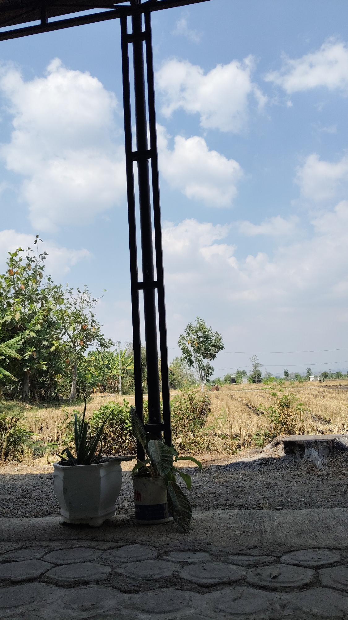 In Banjarsari, Indonesia, an outdoor scene unfolds under a bright, partly cloudy sky. A dark, tall metal structure, possibly part of a building's support system, dominates the central right of the frame, extending from the top to near the bottom. In the foreground, two potted plants sit on a textured gray surface. To the left, a white geometric pot contains a tall, spiky green plant, likely an aloe vera. To the right, a smaller plant with broad, patterned leaves resides in a cylindrical container that appears to be a repurposed can with blue and red markings.
Beyond the foreground, the landscape transitions to a field of dry, harvested crops, casting a yellowish hue across the middle ground. Scattered vegetation, including trees and bushes, dots the area. Further in the distance, a faint treeline and a few structures suggest a rural or semi-rural setting. A tree stump is visible on the right side of the frame, near the harvested field. The overall impression is one of an open, somewhat arid environment, possibly captured during a dry season.