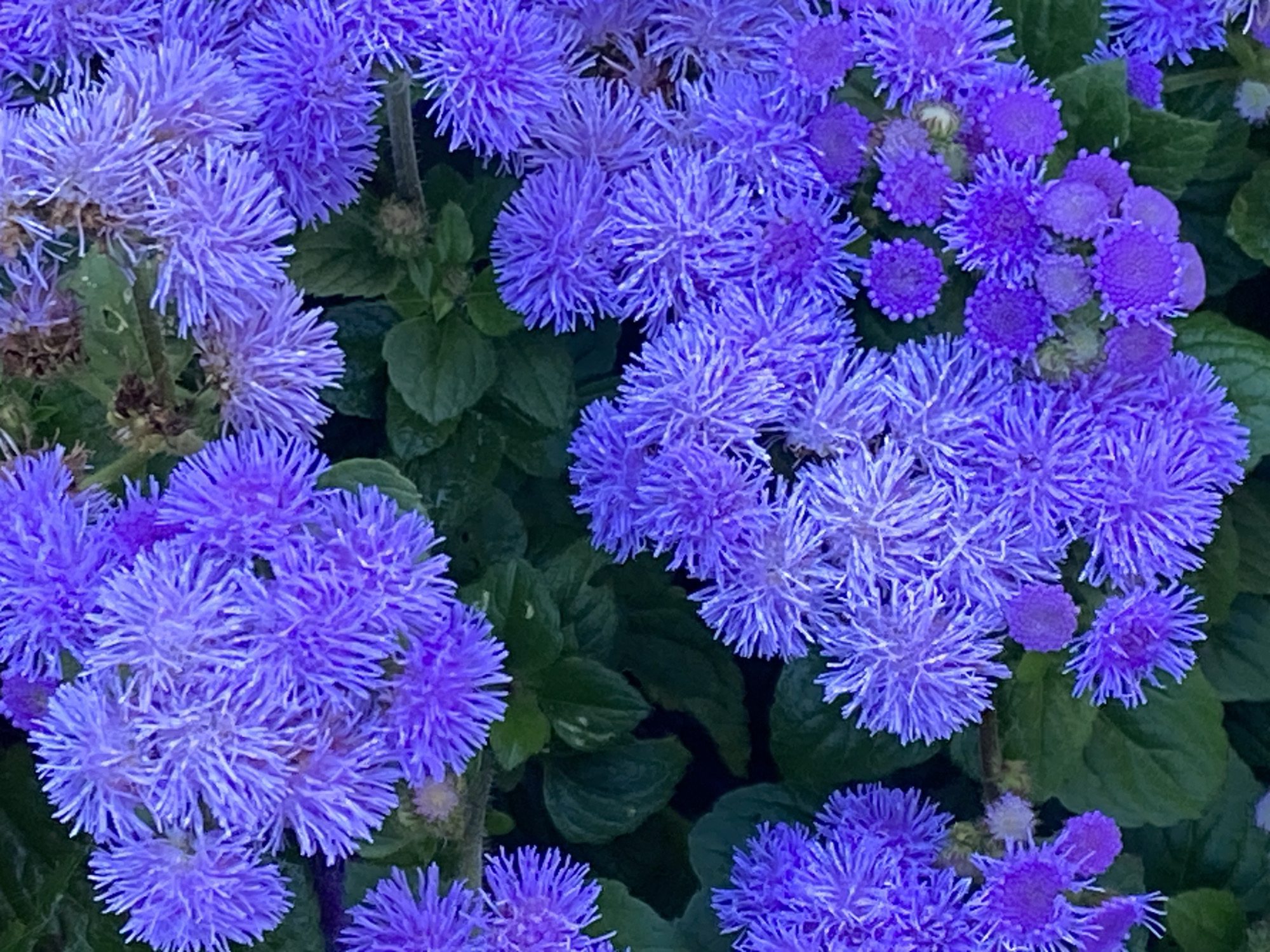 This is a close-up, overhead shot of a cluster of vibrant purple Ageratum flowers. The flowers are pom-pom shaped and appear to be in full bloom, with a soft, fluffy texture. They are densely packed together, creating a rich carpet of color. In the background, dark green leaves provide a contrast to the bright purple of the blossoms. There are no people or any other objects present in the image. The image appears to be taken outdoors in a garden or natural setting.