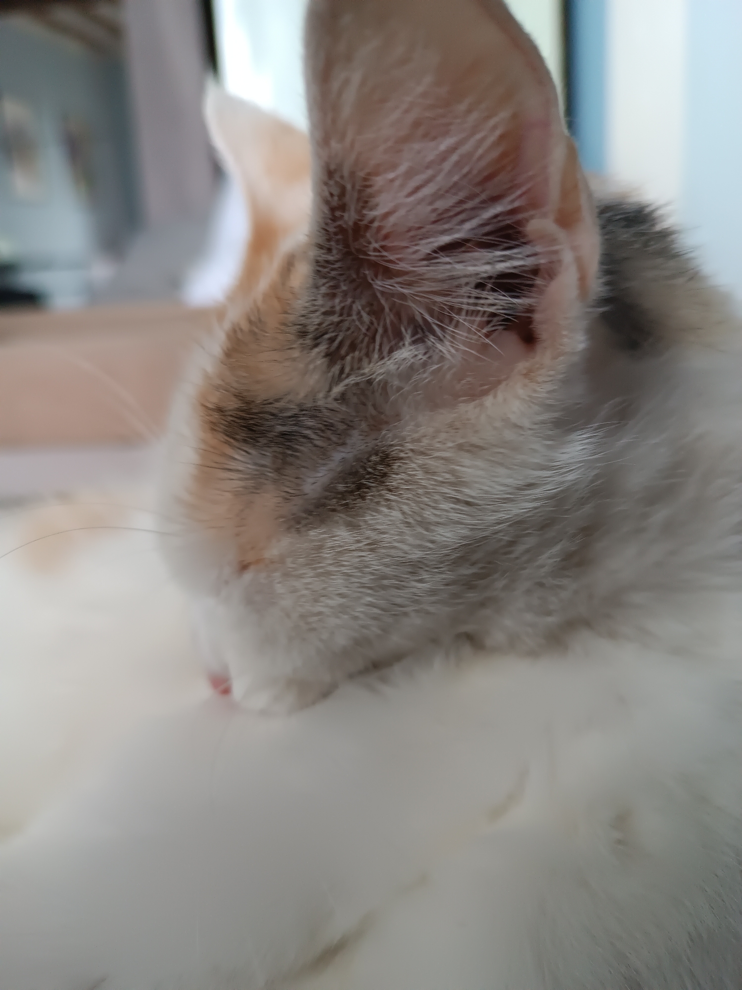 Close-up shot of a calico cat resting its head on its chest, obscuring the eyes. The cat has white, grey, and tan fur. The background is blurry and shows a window and other furniture. The location in the city of Viadana, Italy is unknown.