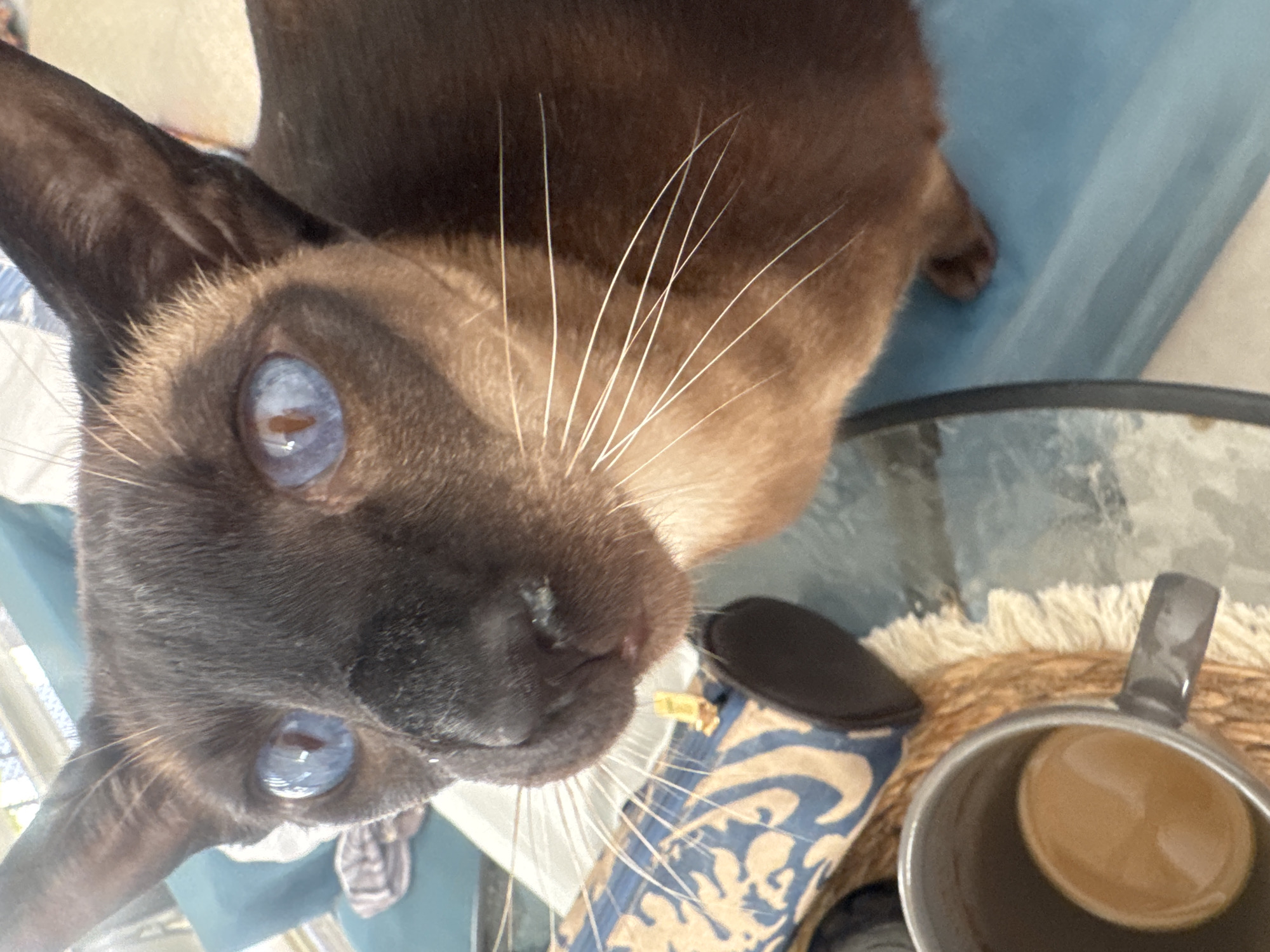 This close-up, high-angle image, taken in Ramat Gan, Israel, features a short-haired cat looking directly at the viewer with its head tilted. The cat appears to be a Tonkinese or a similar breed, characterized by its dark brown "points" on the face and ears, contrasting with a lighter brown body. Its most prominent features are its striking, light blue eyes, which contain subtle reddish-brown speckles or reflections in the pupils. A dense array of long, white whiskers extends from its muzzle.
The cat is resting on a light blue fabric surface, possibly a blanket or cushion. In the lower right of the frame, a metallic, likely gray or stainless steel, mug holds a light brown liquid, which appears to be coffee or tea. Beside the mug is a cylindrical object covered in a blue and beige patterned fabric, possibly a cozy or decorative item. Both the mug and the patterned object sit on a woven mat, likely made of rattan or straw. The edge of a glass table is visible in the middle ground, adding to the informal setting.
The bright illumination suggests the photo was taken during the daytime. The cat's gaze appears curious and attentive. There is no discernible text within the image. The scene conveys a relaxed, casual atmosphere, likely indoors or on a patio.