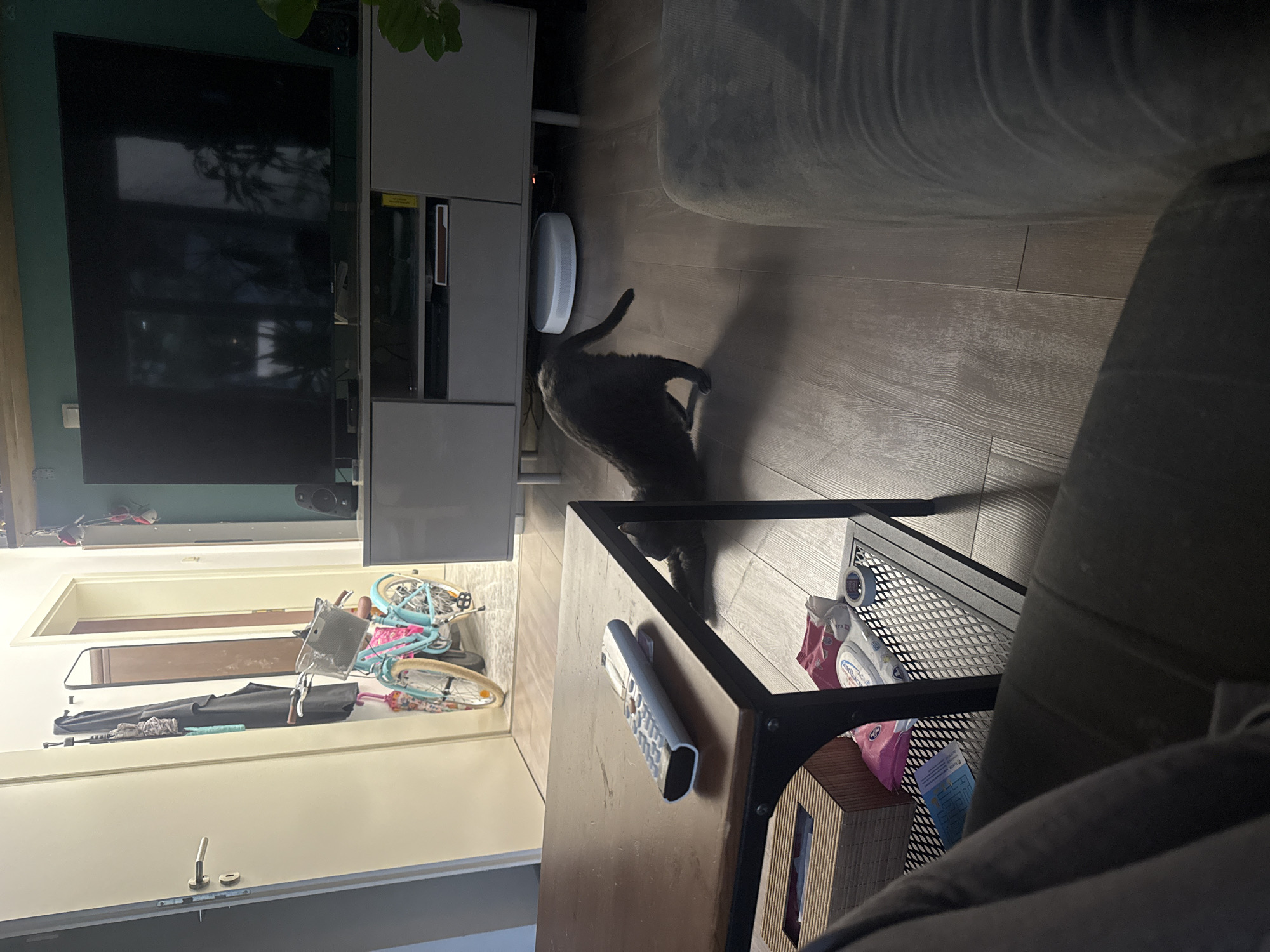 The interior scene shows a living room. A dark grey cat is positioned on the wooden floor between a dark brown coffee table and a grey entertainment unit, possibly grooming itself. The unit supports a large television screen and a small white, cylindrical object. Visible behind an open doorway is a cluttered hallway area containing a bicycle and a coat rack. The room is furnished with a grey sofa partially visible in the foreground. Remote controller is placed at a table. The location is inferred to be Sofia, Bulgaria. No people are visible.