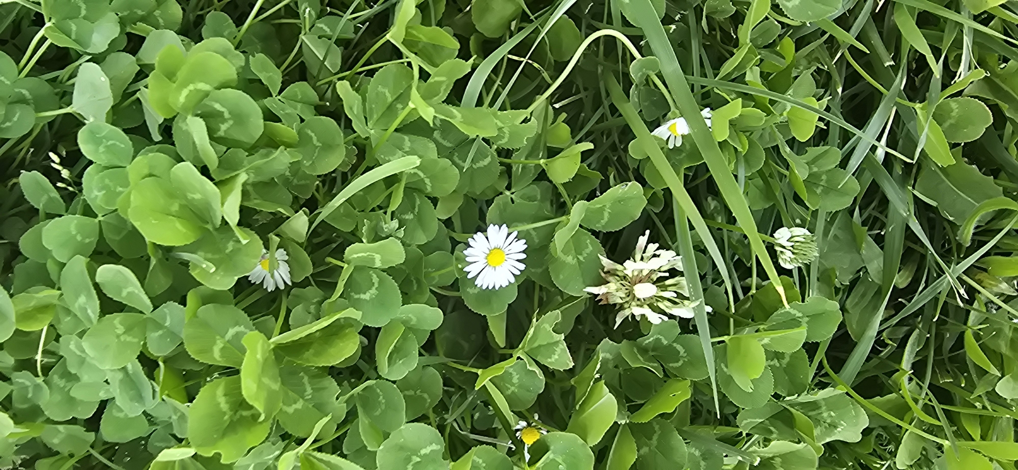 The image depicts a close-up, overhead view of lush green clover and grass, interspersed with several small white daisies. The vegetation is dense, with the leaves of the clover dominating the frame. A few blades of grass are also visible, adding texture. In the lower central part of the image, a cluster of white clover flowers is apparent, and to its right, a single white daisy is clearly visible with a yellow center. Another daisy is seen in the upper left quadrant, and a third, smaller daisy is in the lower right. The overall impression is one of a natural, undisturbed outdoor environment, likely a meadow or field. The location is specified as Sallent de Gállego, Spain, suggesting a rural or mountainous setting. No people or animals are present, and the scene is static.