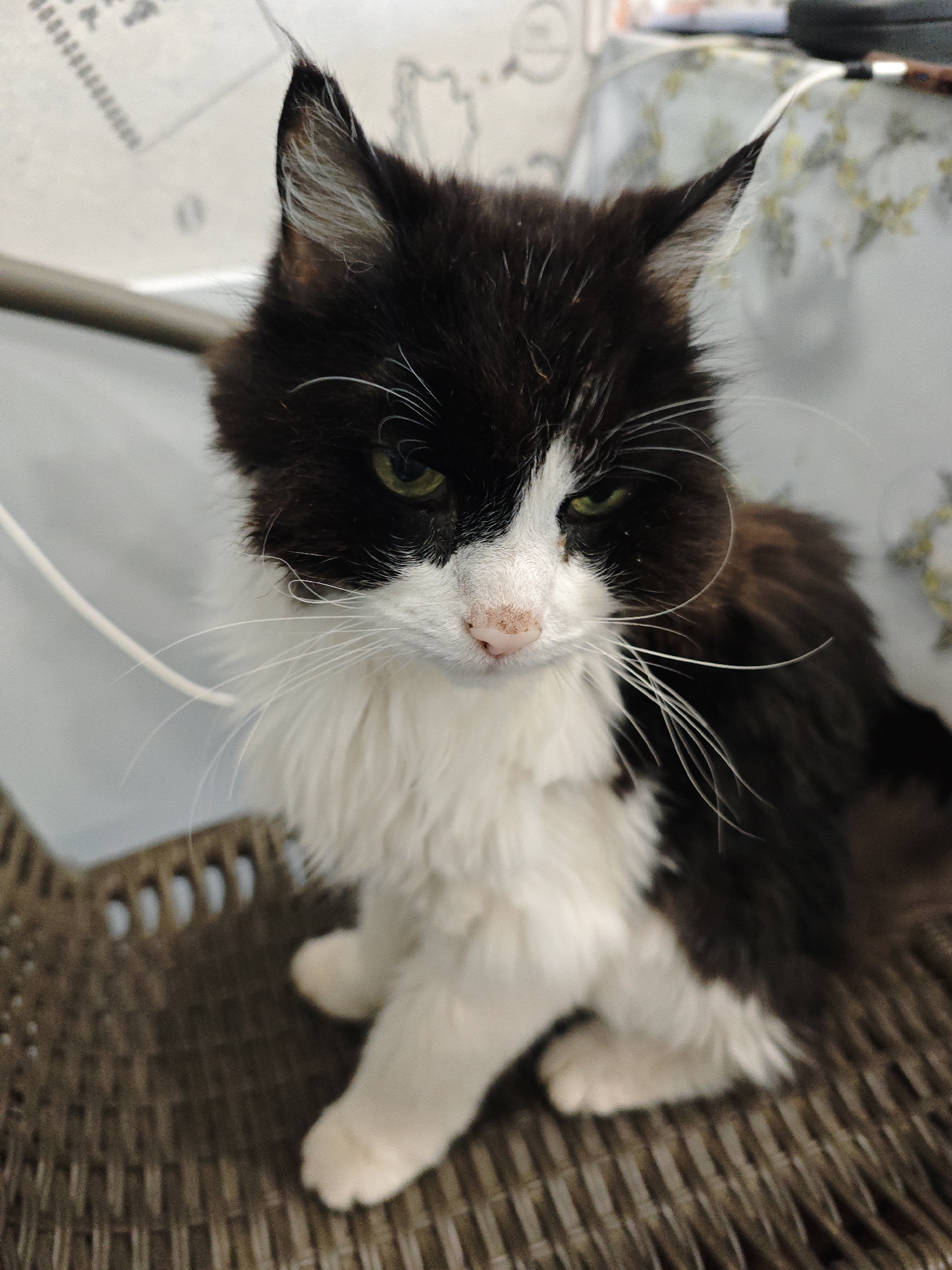 A black and white cat with green eyes and long white whiskers is sitting in a wicker basket. The cat is looking down and to the left. The background is blurred and appears to be an indoor setting with a patterned surface and a wall. The scene is indoors in the city of Mokino, Russia.